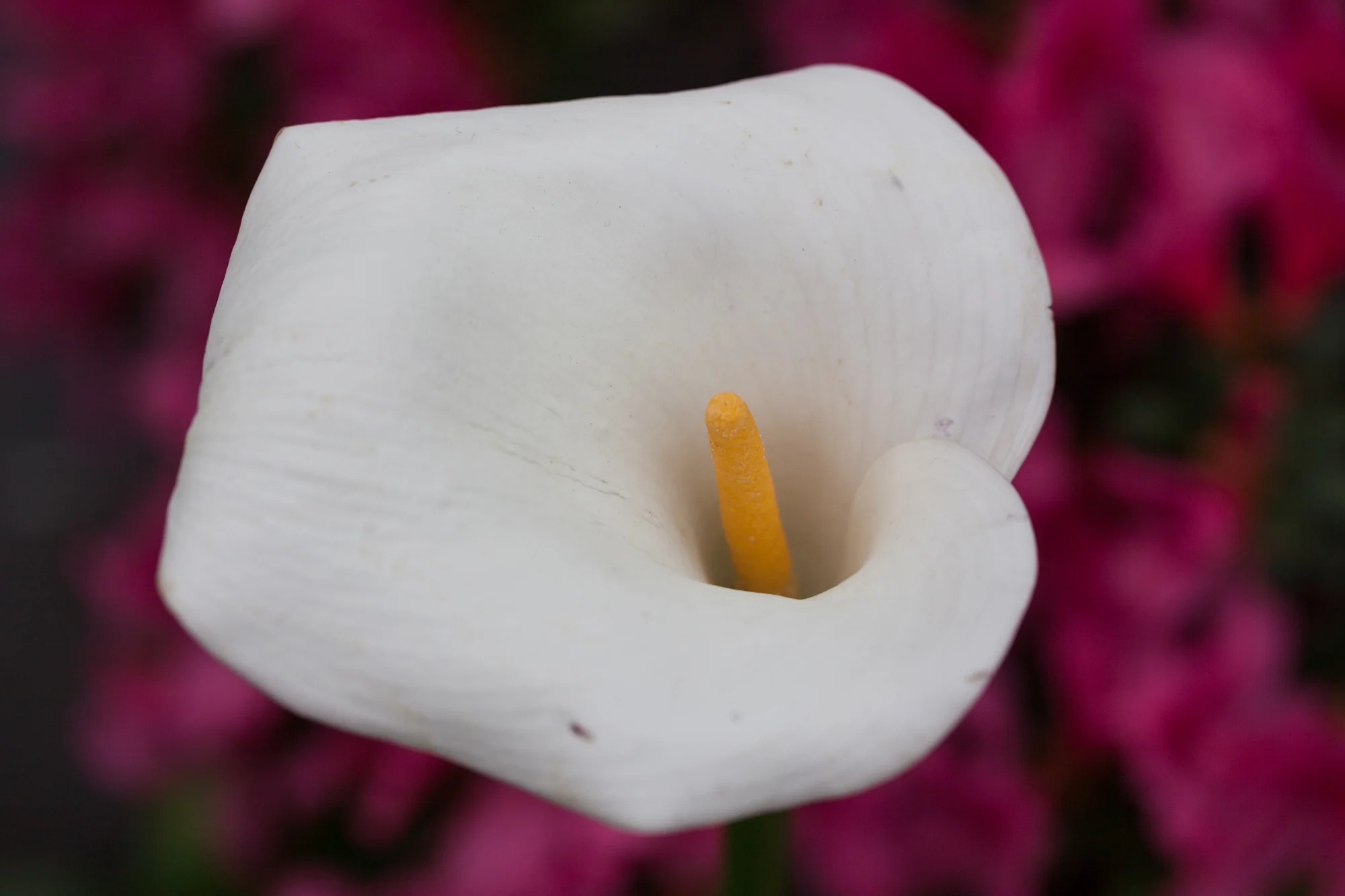 Lincoln-Park-Conservatory-Flowers.jpg
