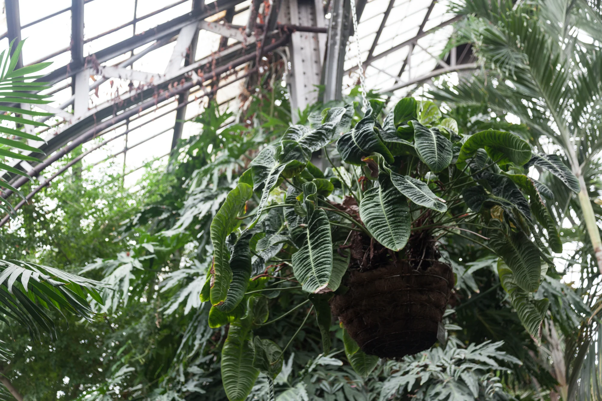 Anthurium-vetchii.jpg