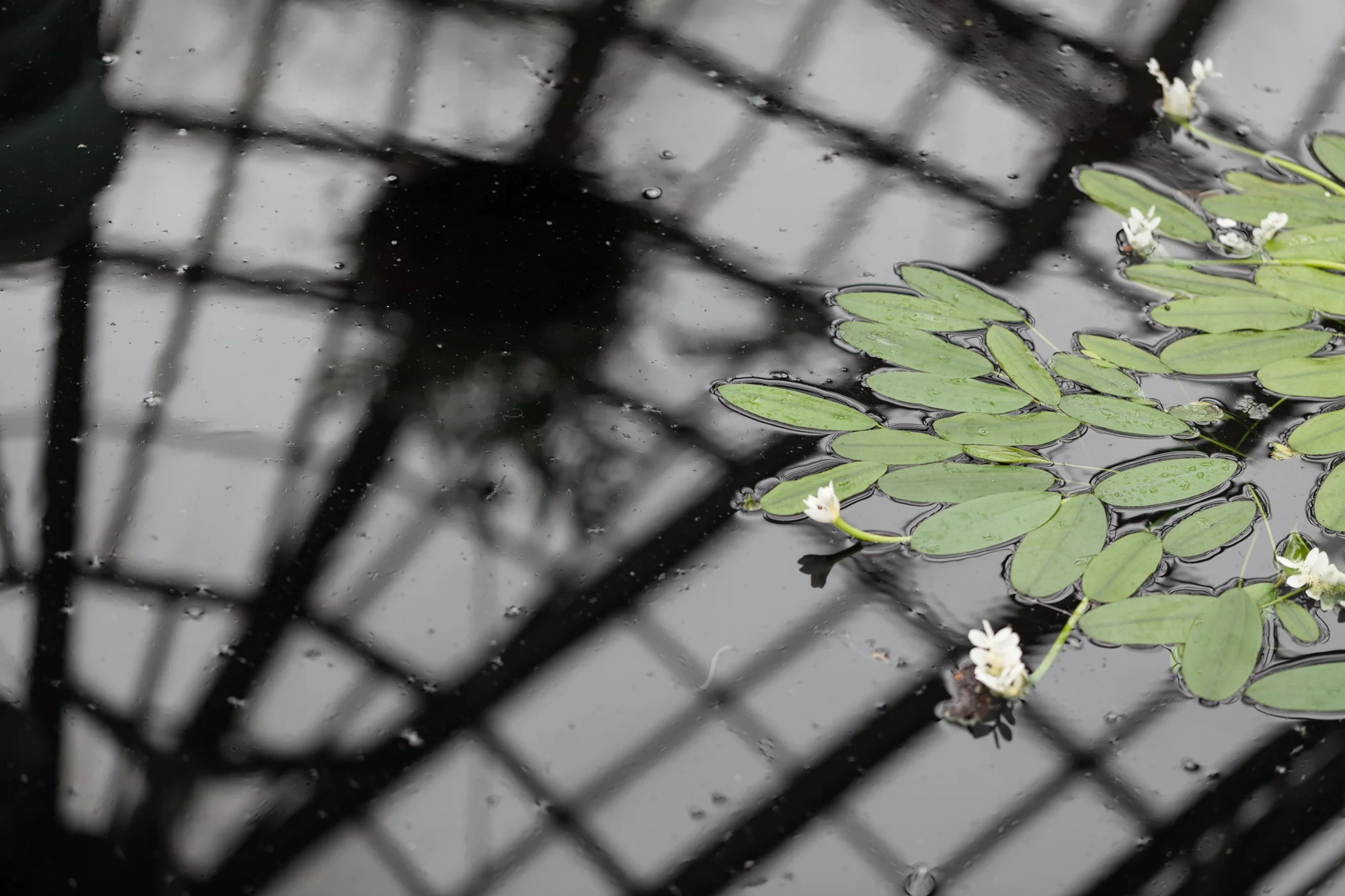 reflections-Lincoln-Park-Conservatory.jpg
