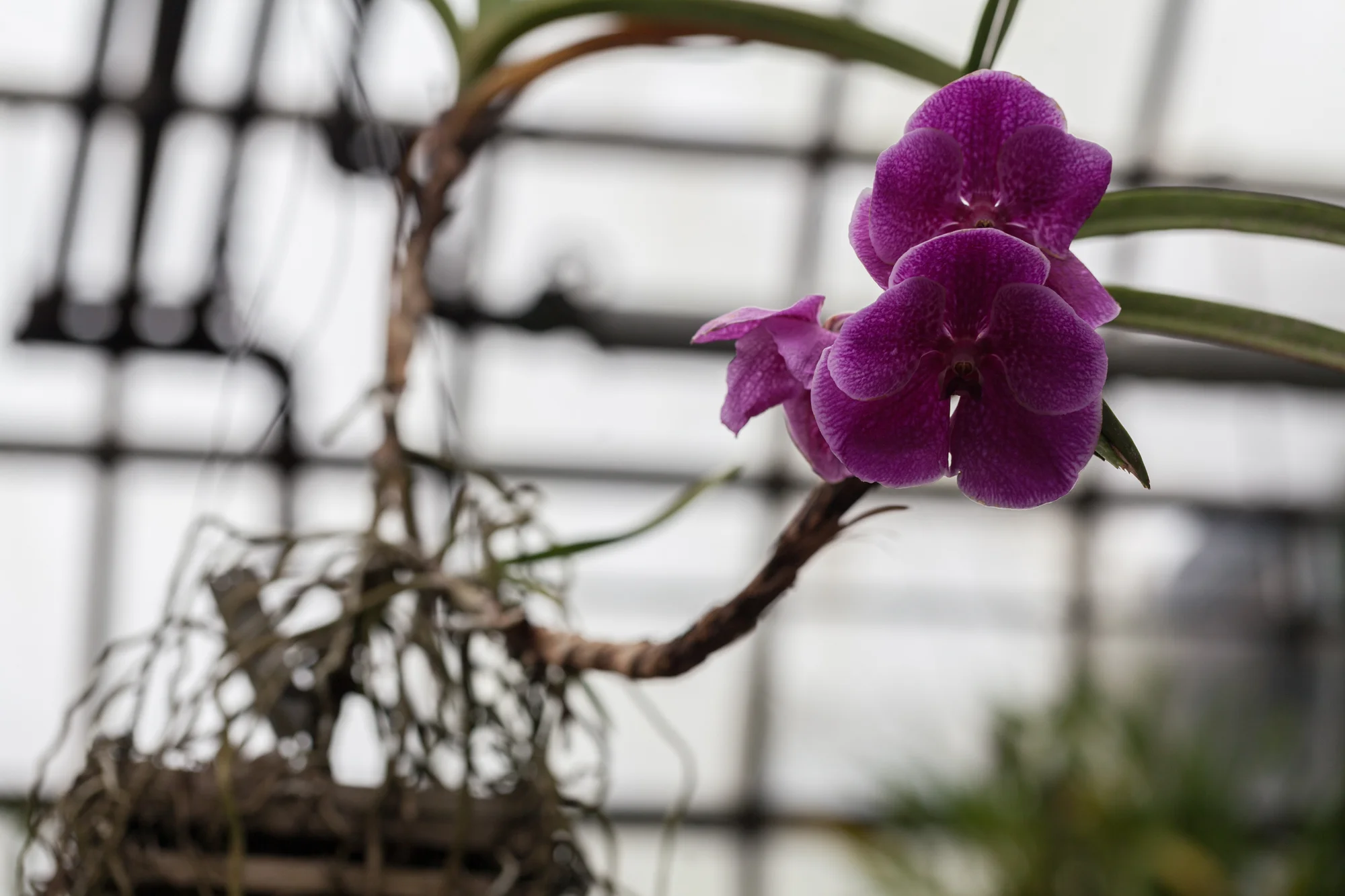 Lincoln-Park-Conservatory-Orchid.jpg