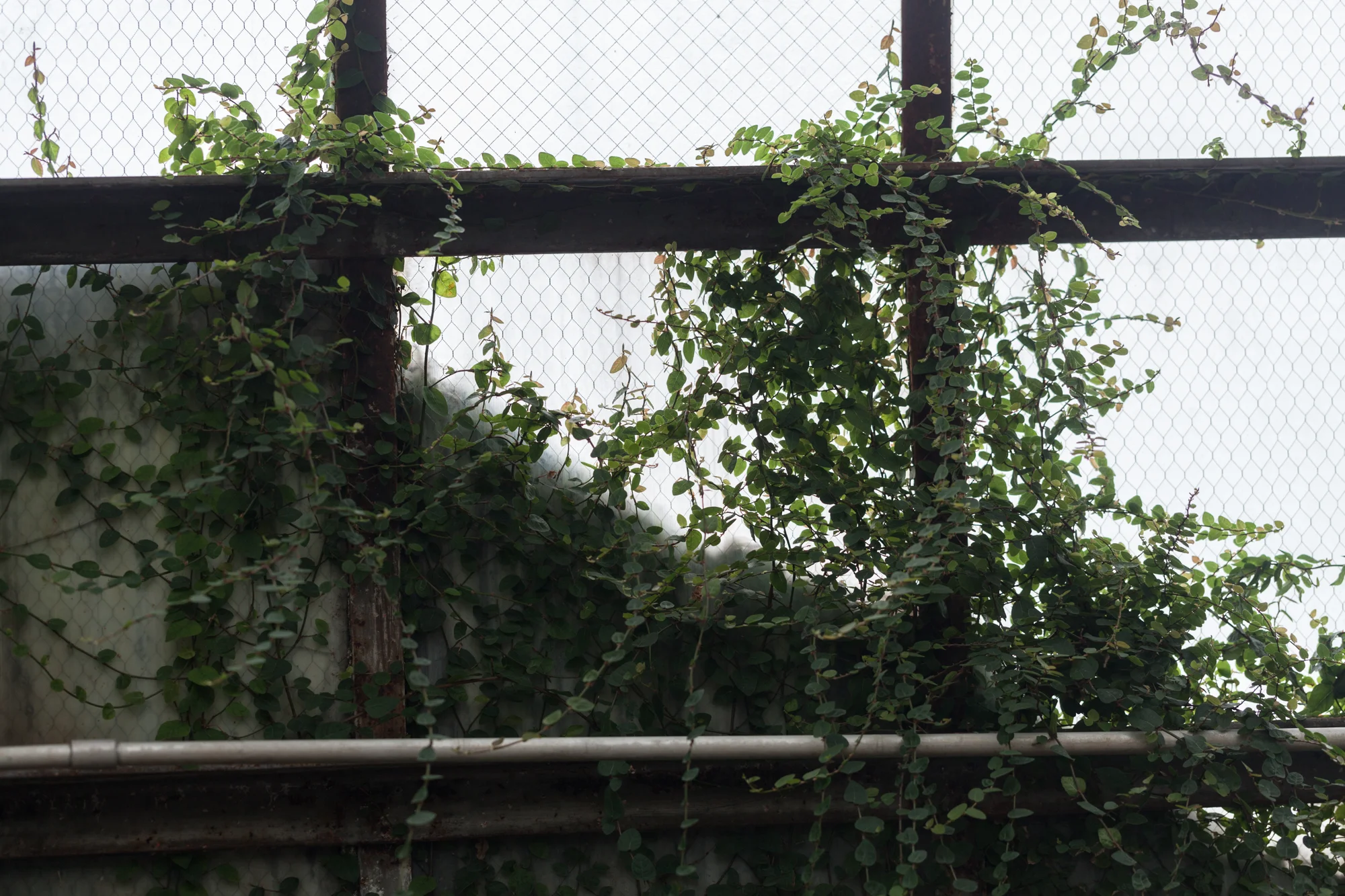 creeping-ficus.jpg