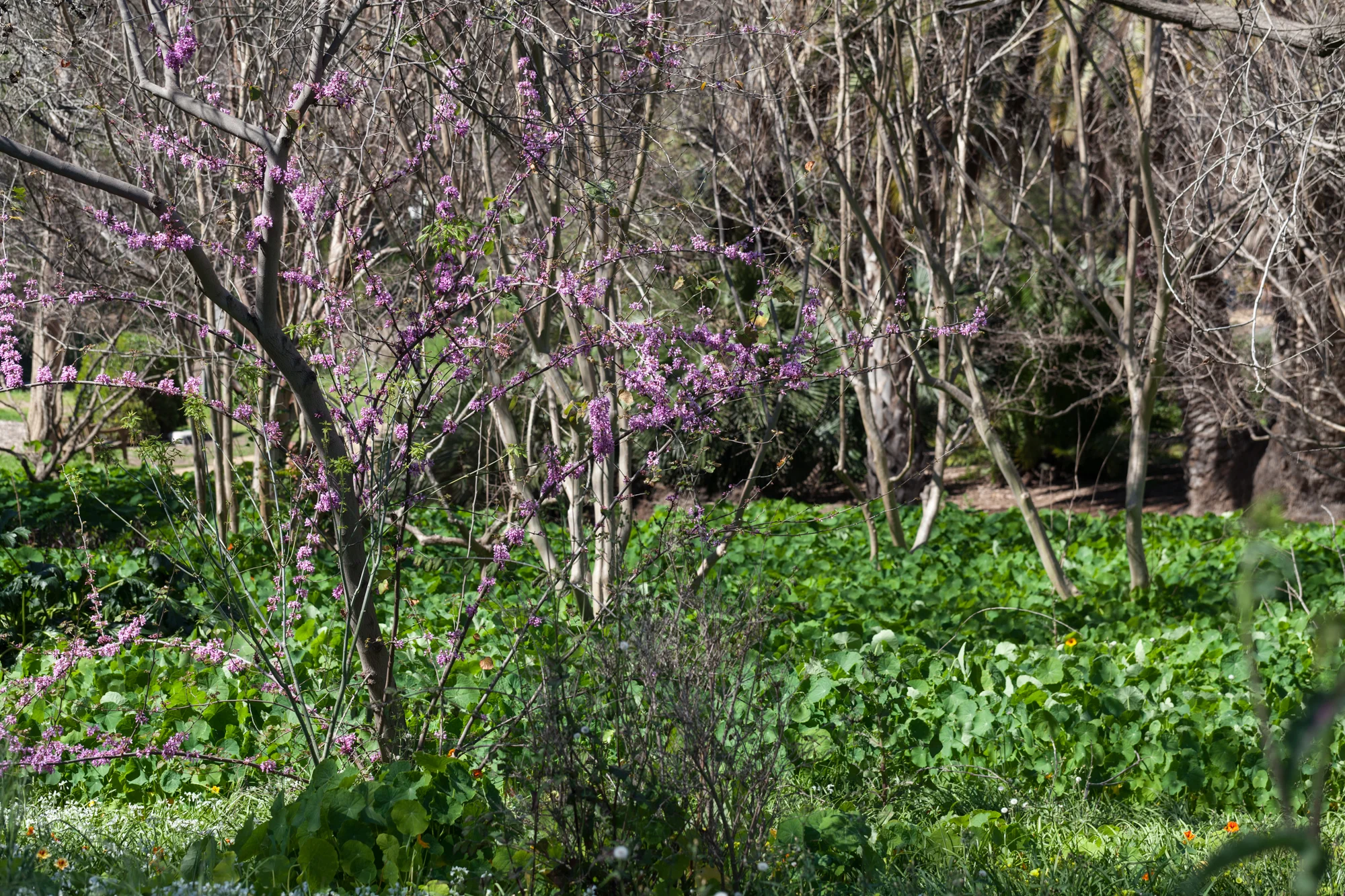 Fullerton Arboretum, California 