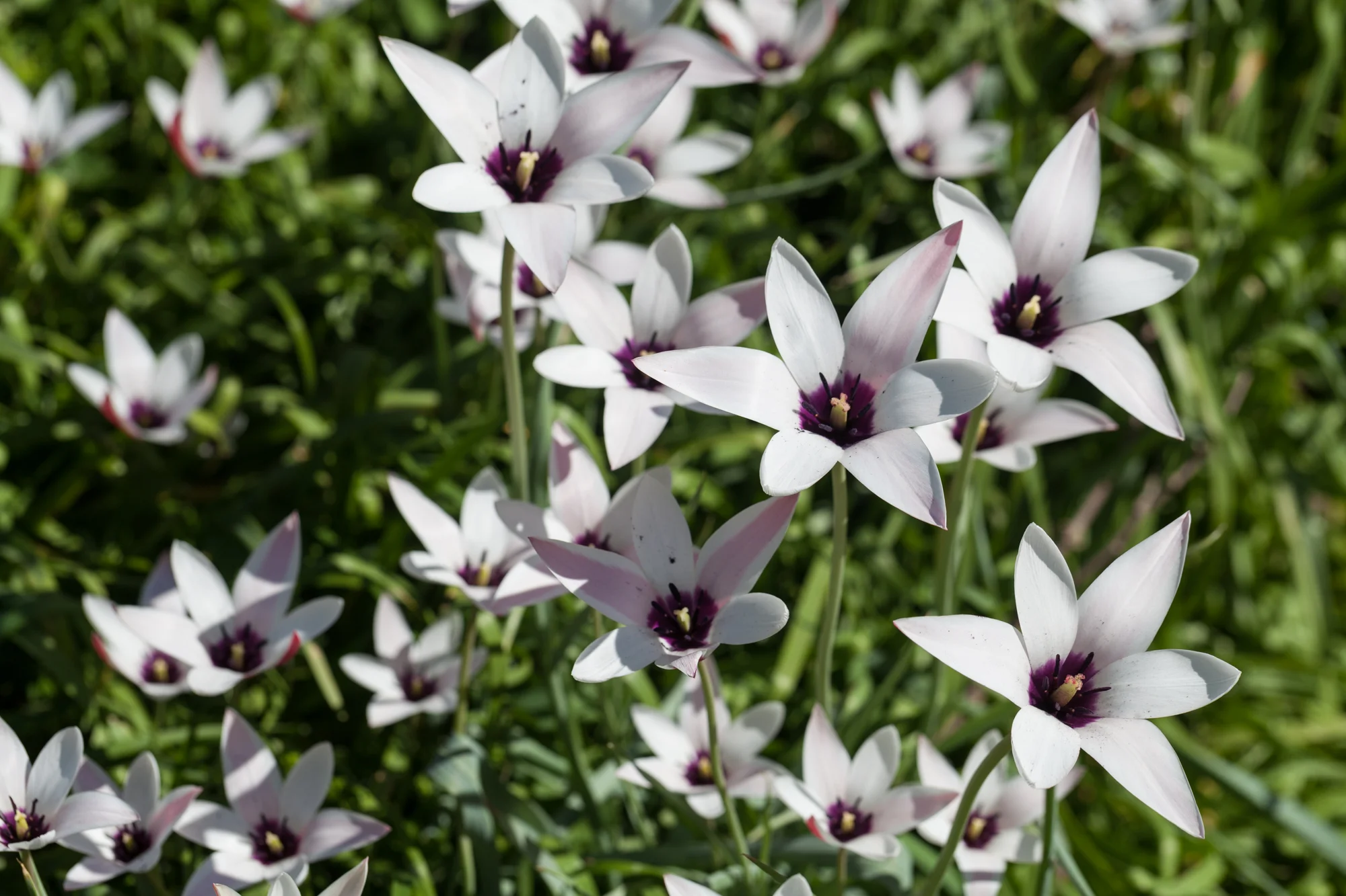 Tulipa clusinia on a woodland path at the Fullerton Arboretum. Photo: Summer Rayne Oakes, Homestead Brooklyn.