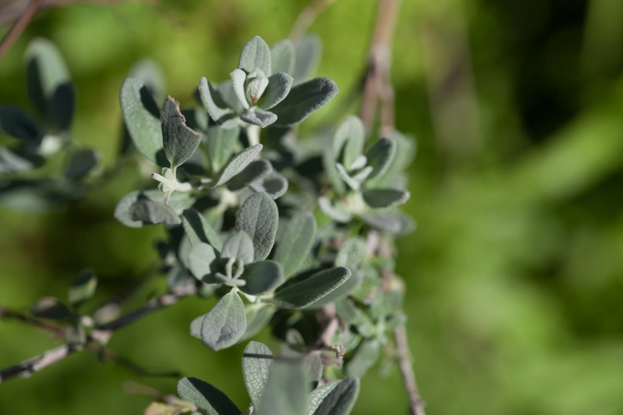 Germander sage ( Salvia chamaedryoides )