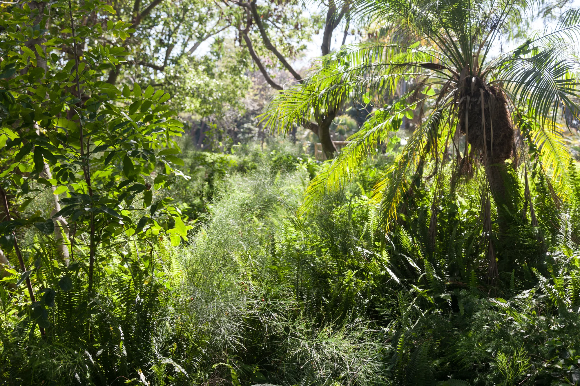 Fullerton-Arboretum.jpg