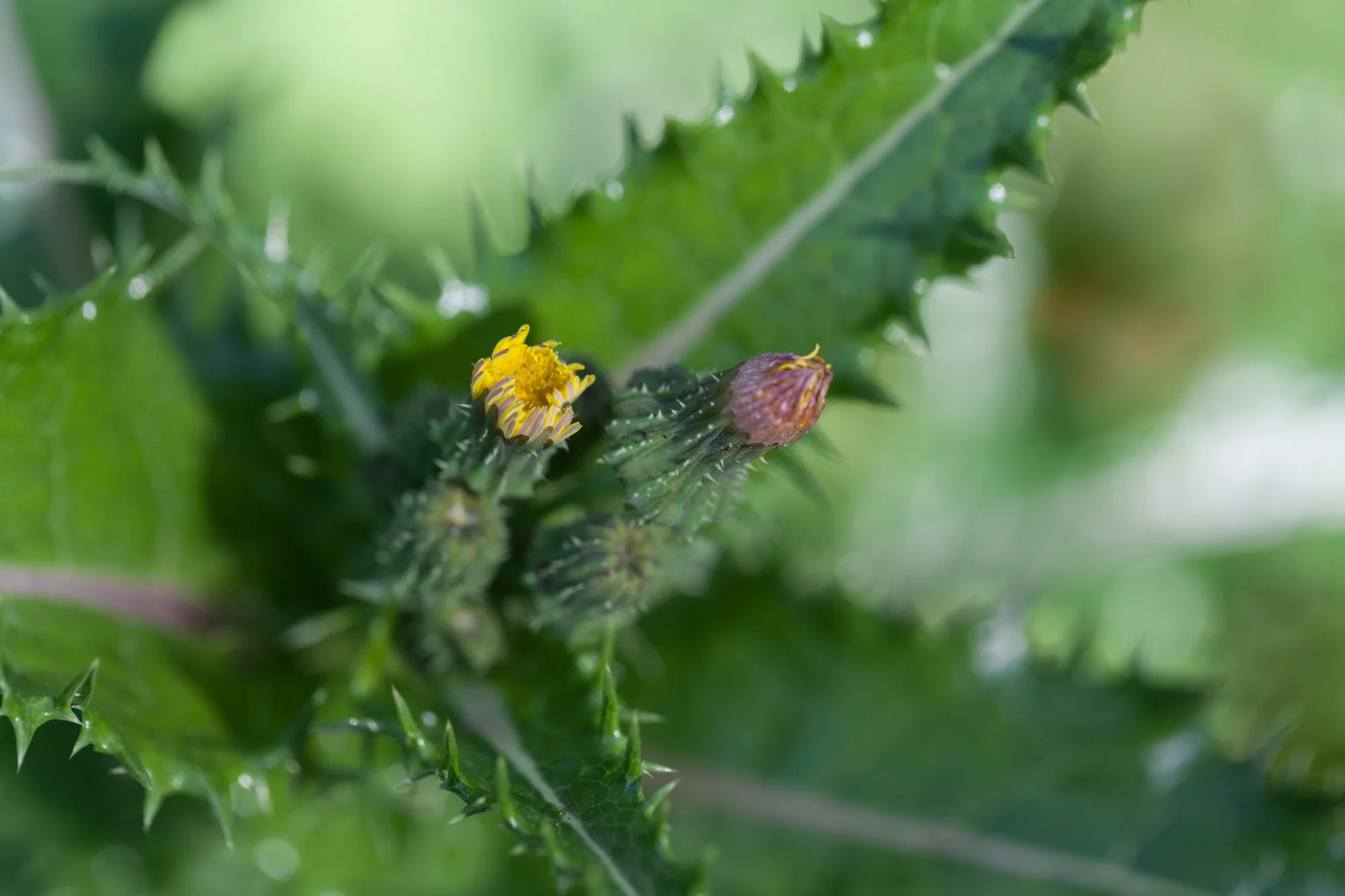 thistle-fullerton-arboretum.jpg