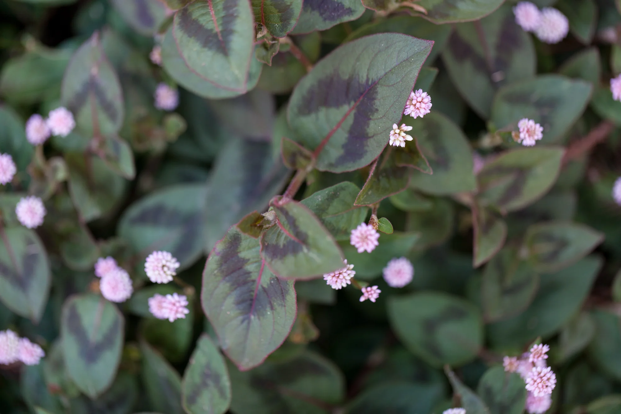 pink-flowers-fullerton-arboretum.jpg