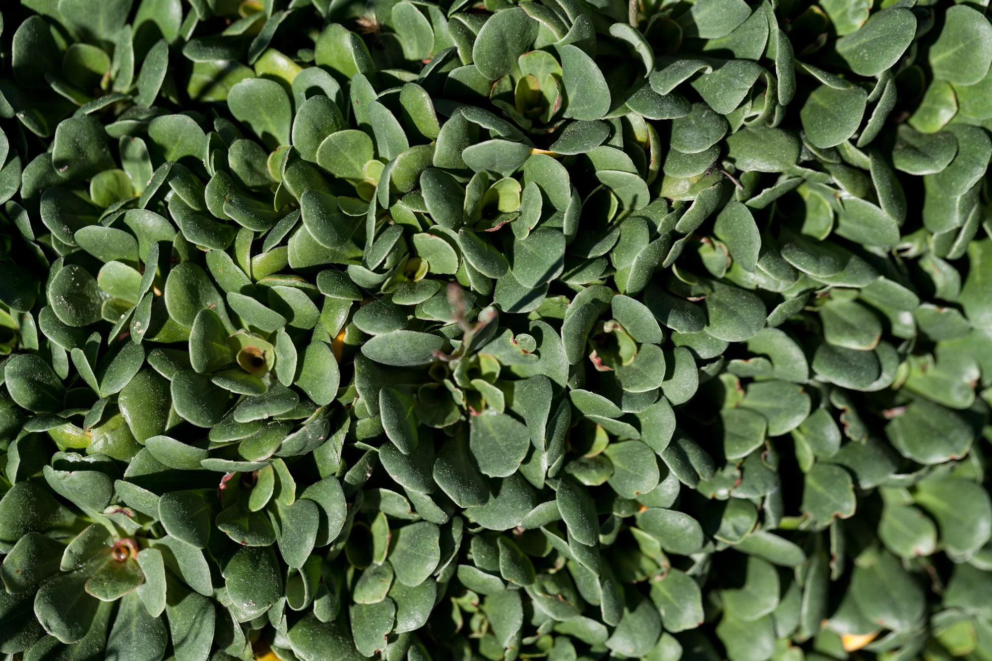 Albany woollybush ( Adenanthos x. cunninghamii)