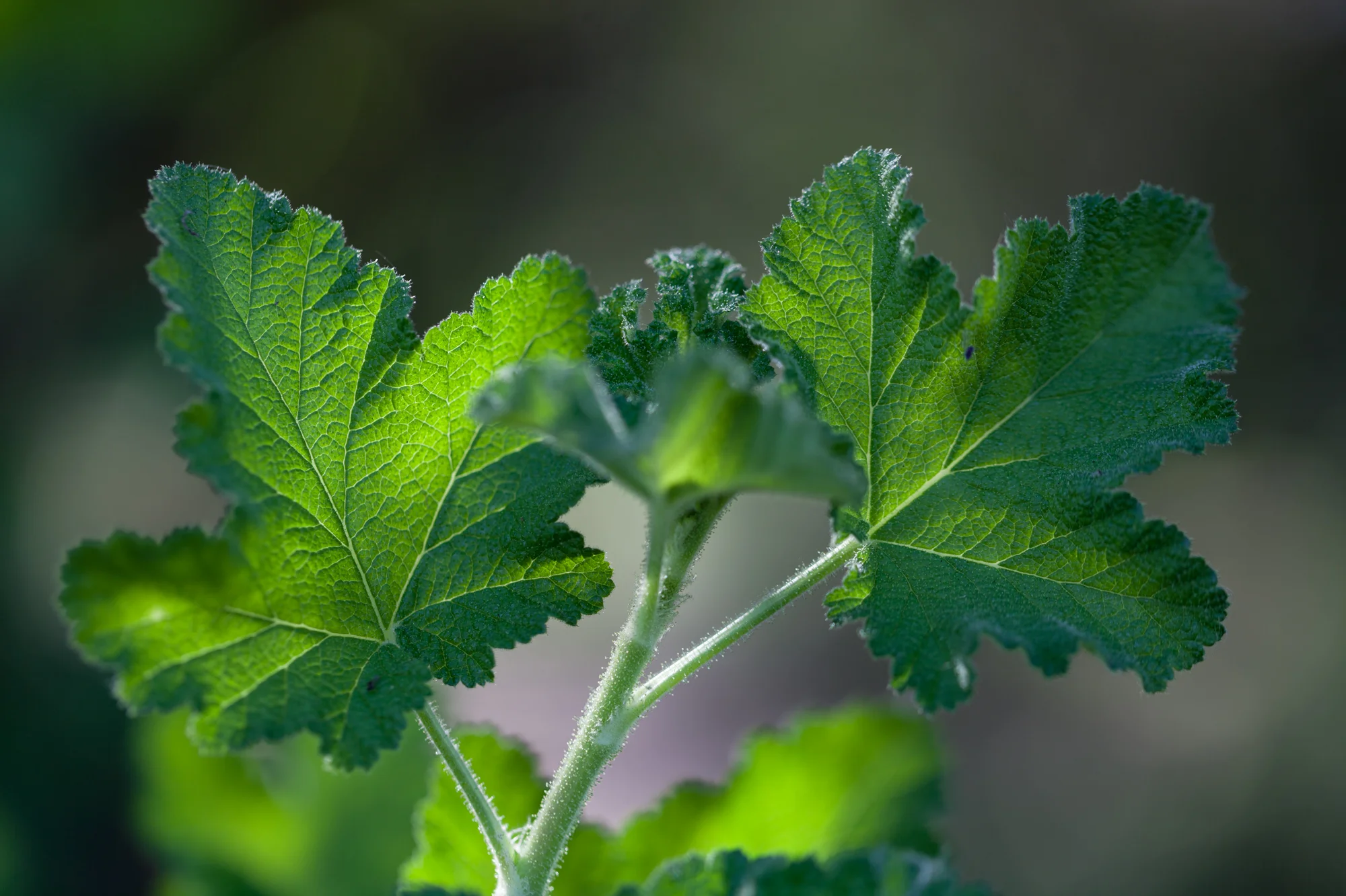 geranium-fullerton-arboretum.jpg