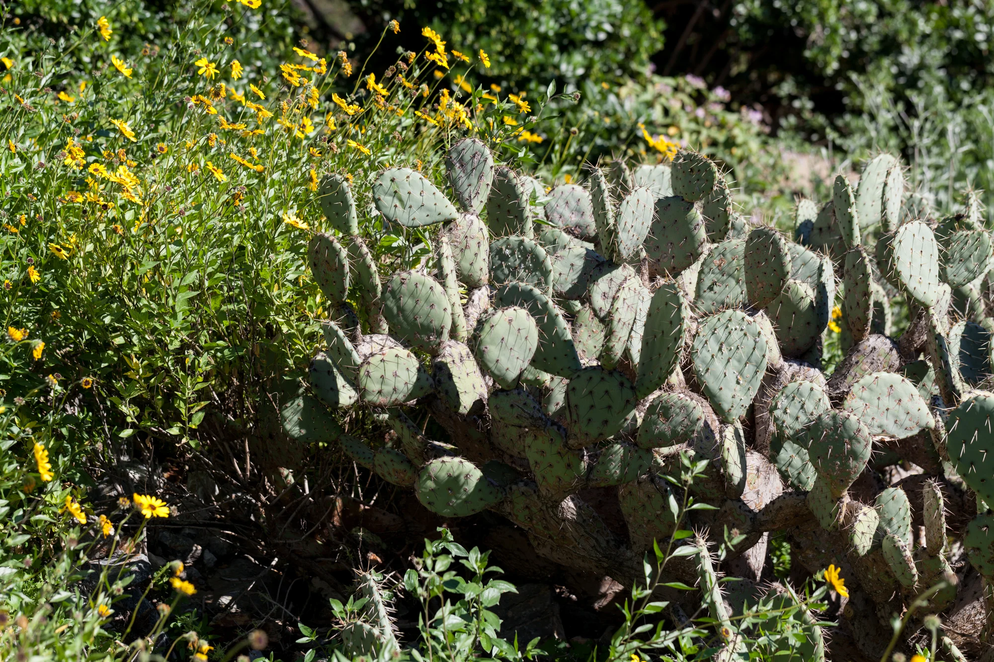 optunia-cacti-fullerton-arboretum.jpg