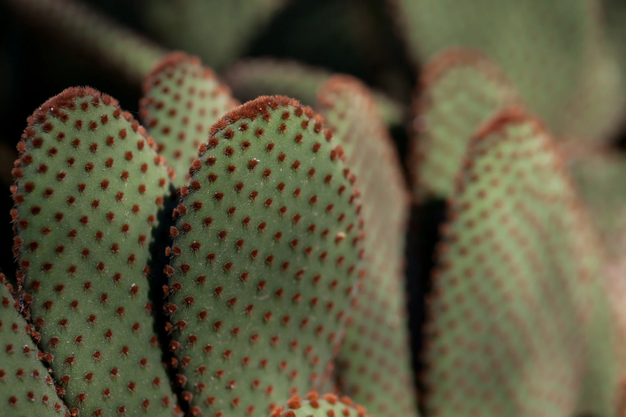 optunia-cacti-fullerton-arboretum.jpg