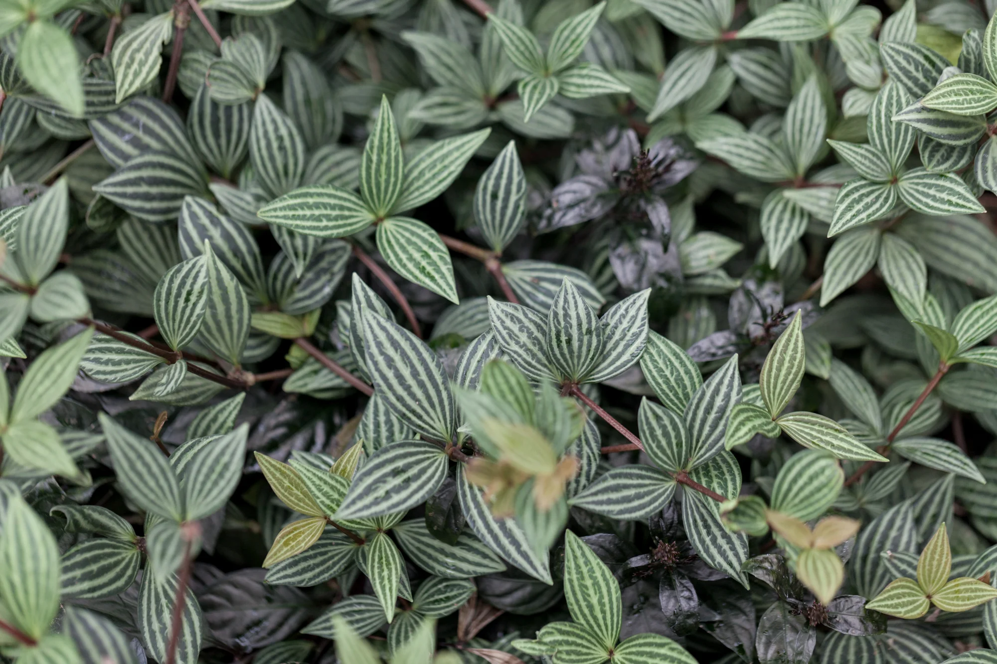 Peperomia and other popular houseplant species manage well under a balanced fertilizer.