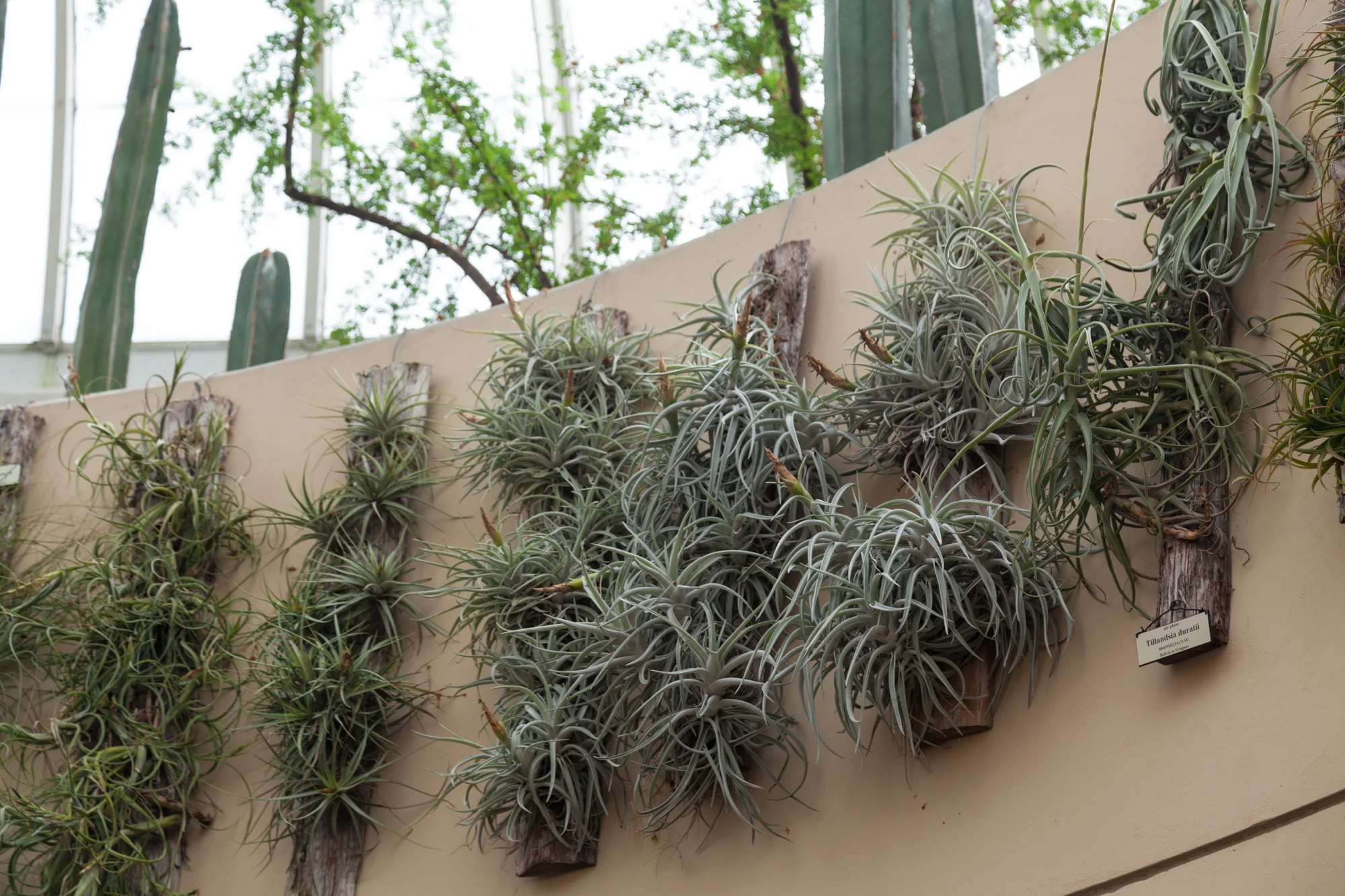 Tillandsia, or air plants, love a foliar spray from time to time.