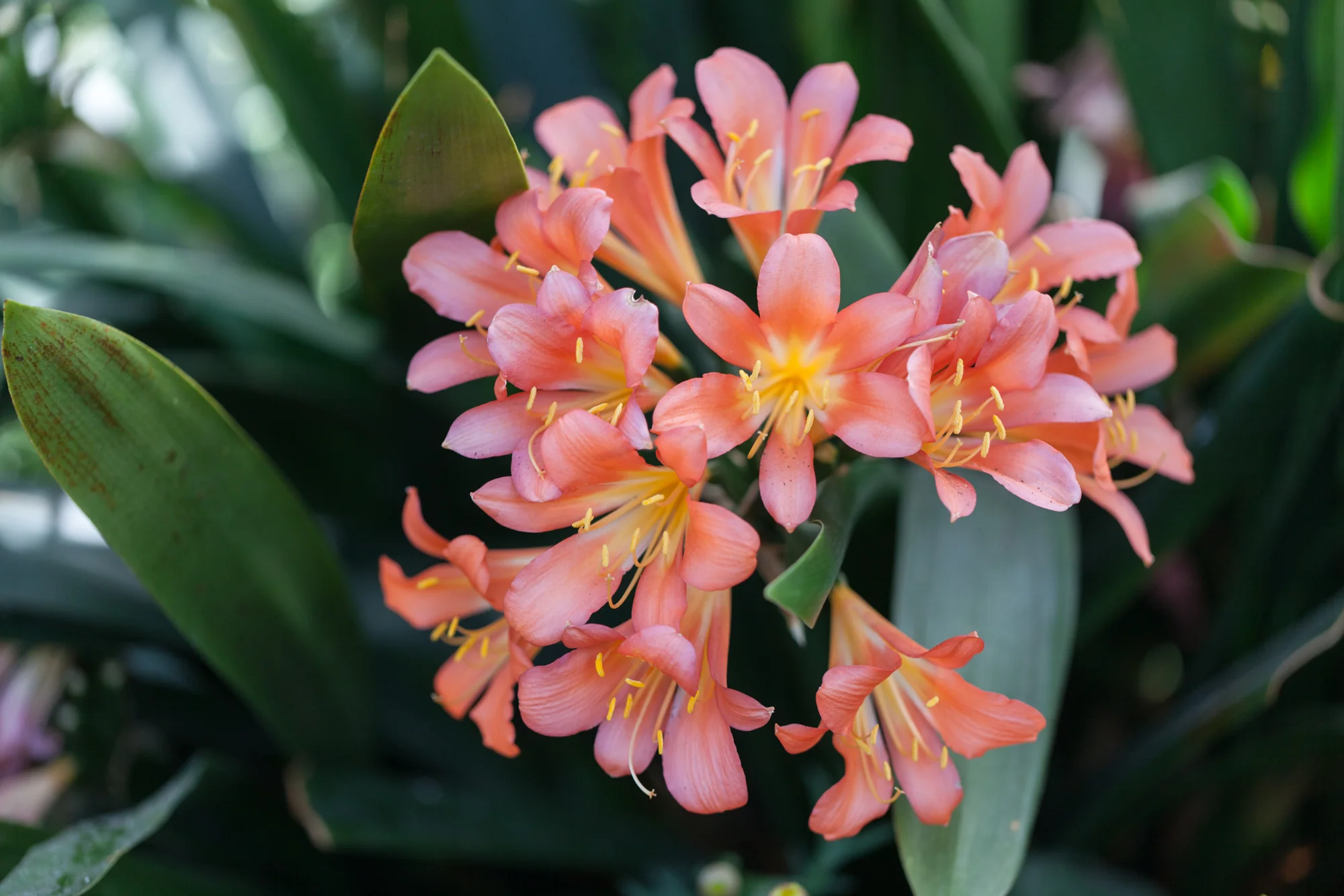 A beautiful clivia spreads its orange sorbet inflorescences atop green stalks. 