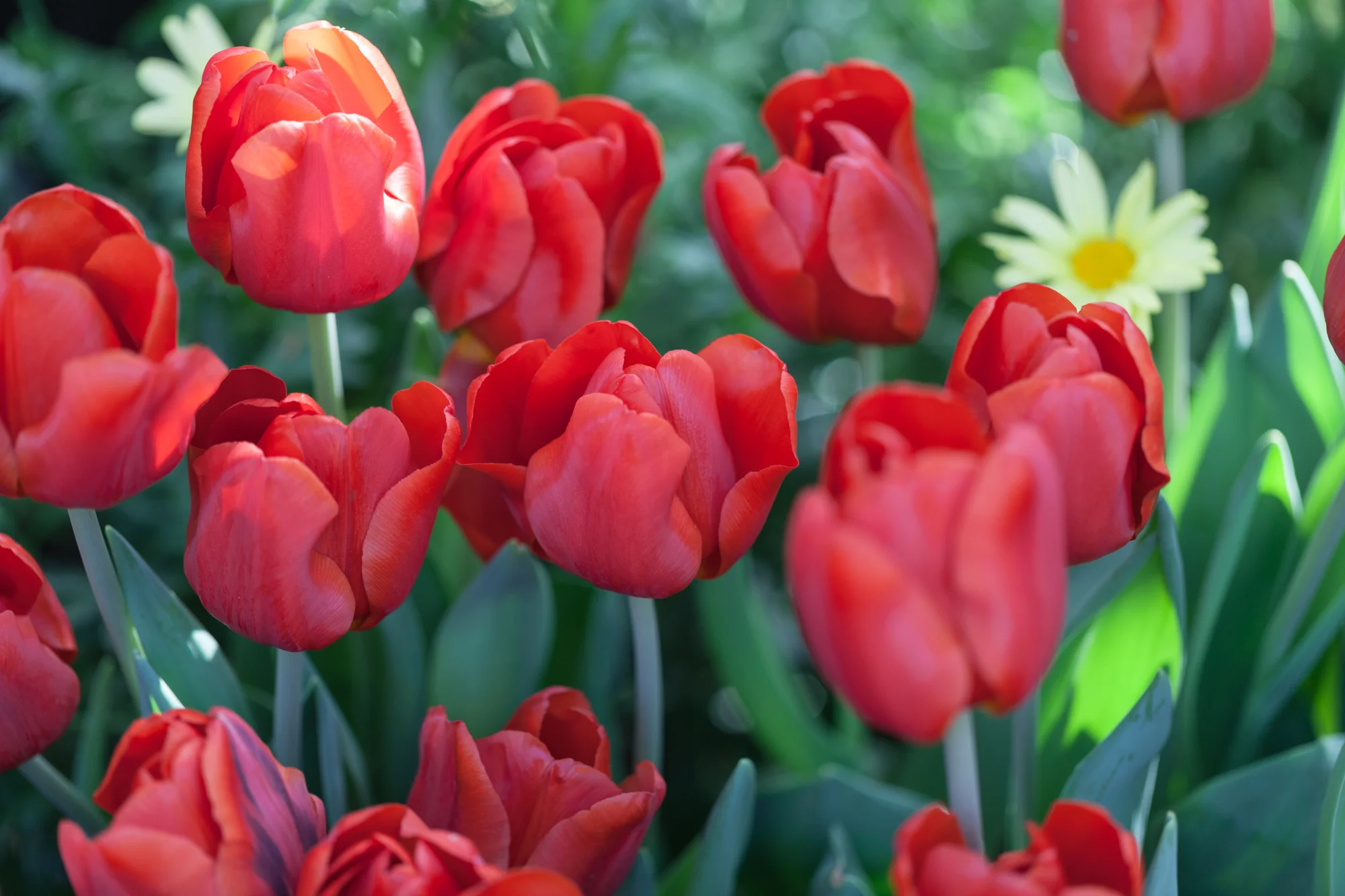 tulips-allan-garden-conservatory.jpg