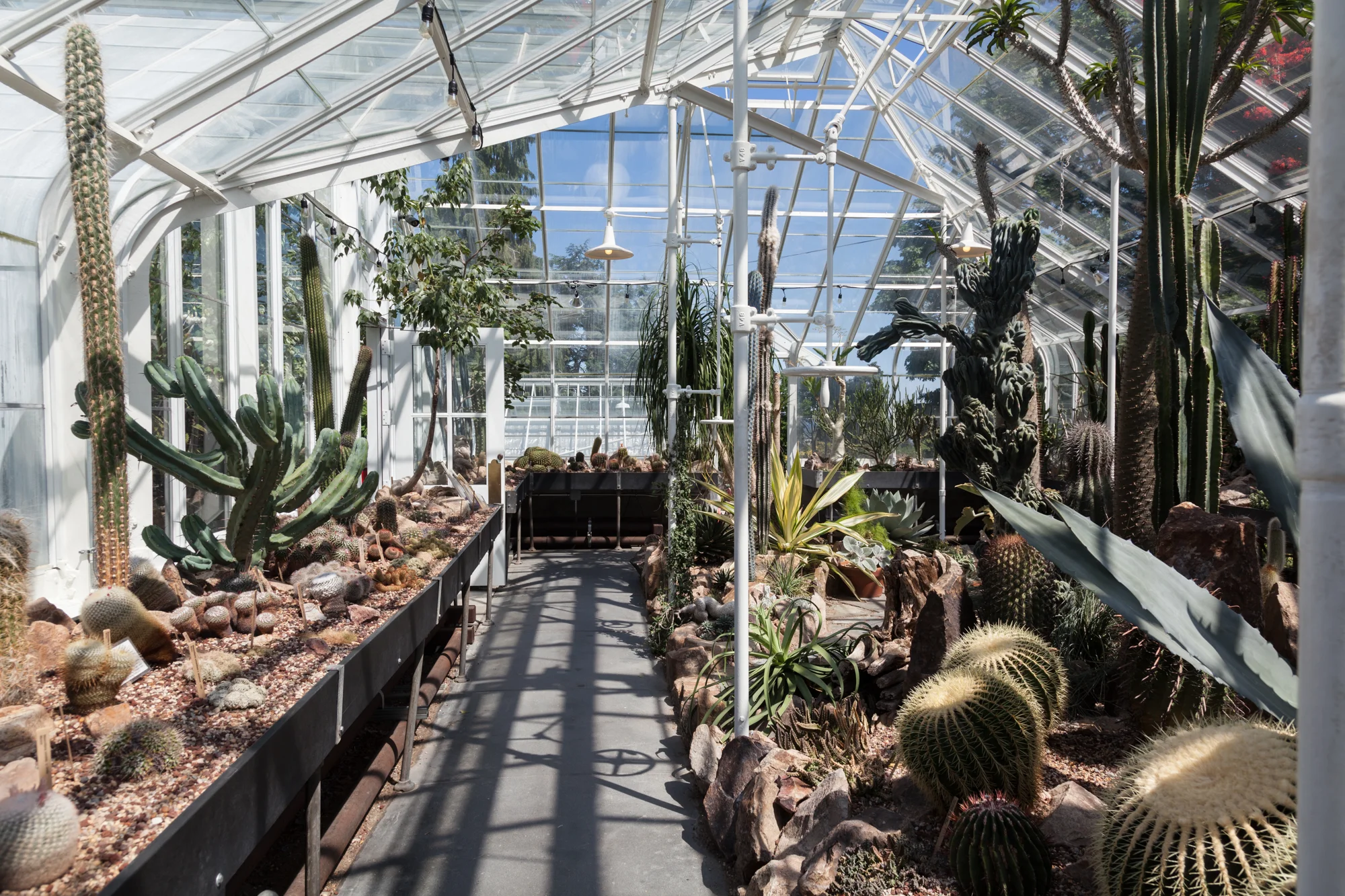 cacti-room-Volunteer-Park-Conservatory.jpg