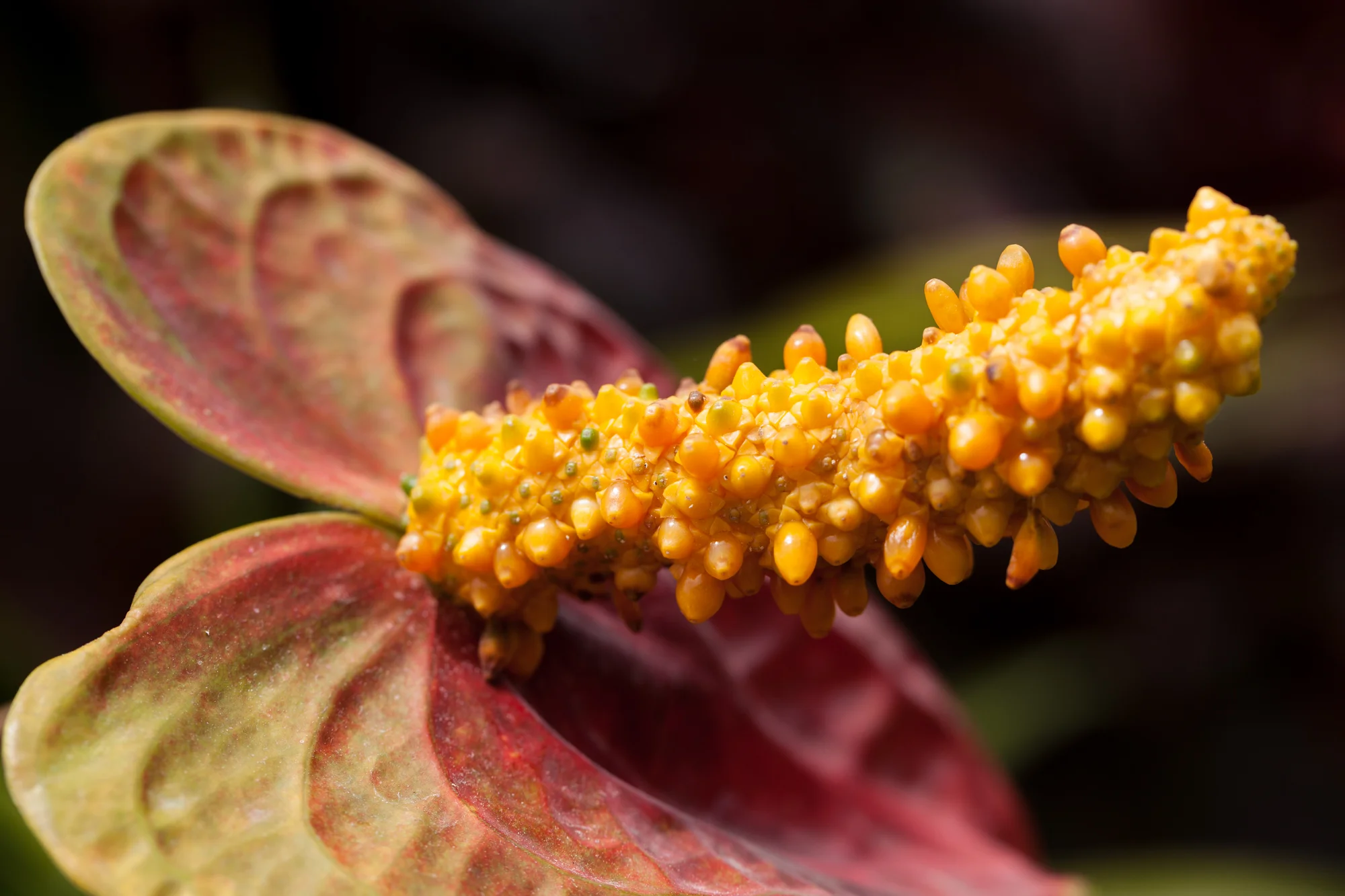 anthurium-volunteer-park-conservatory.jpg