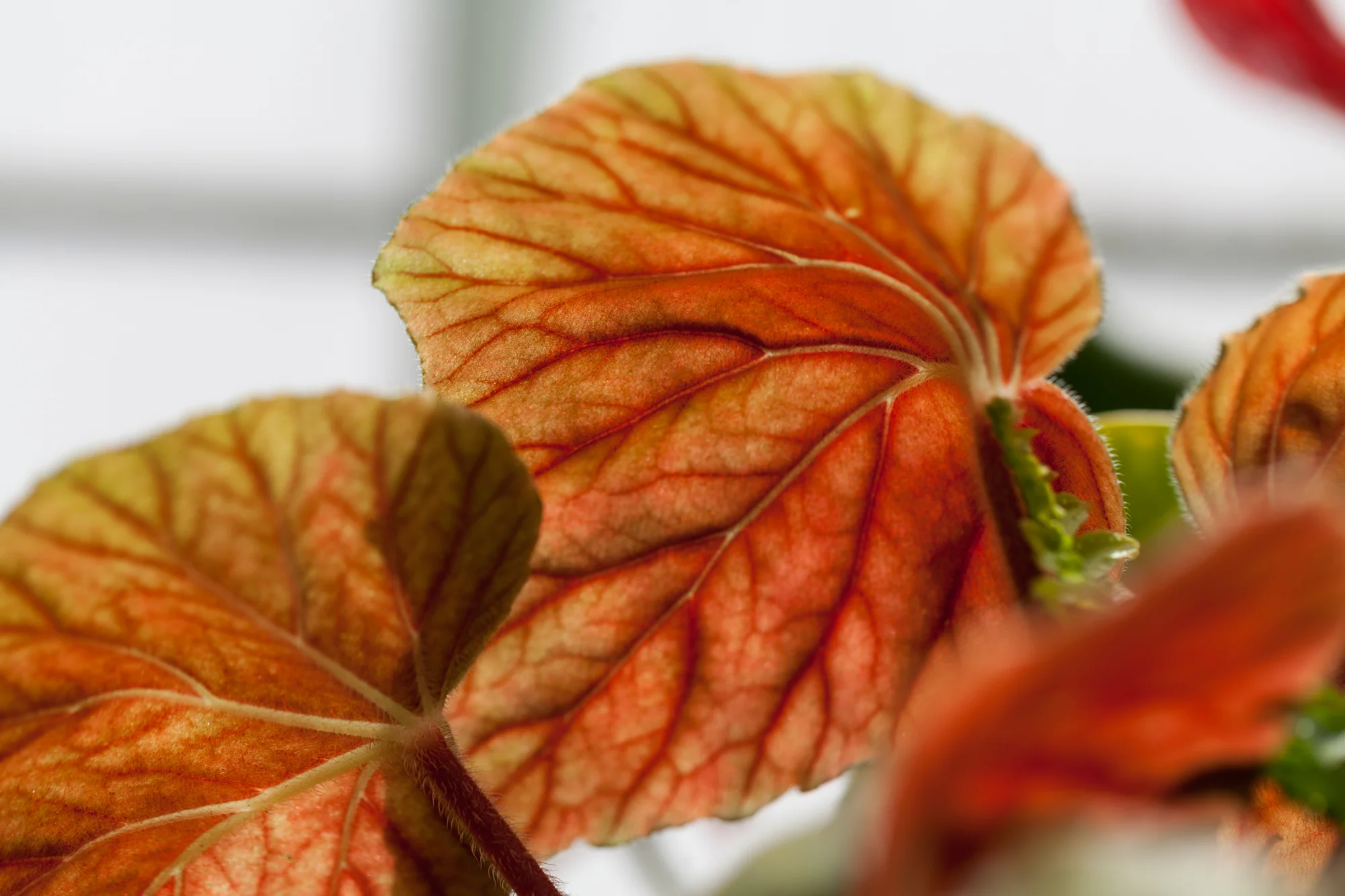 begonia-volunteer-park-conservatory.jpg