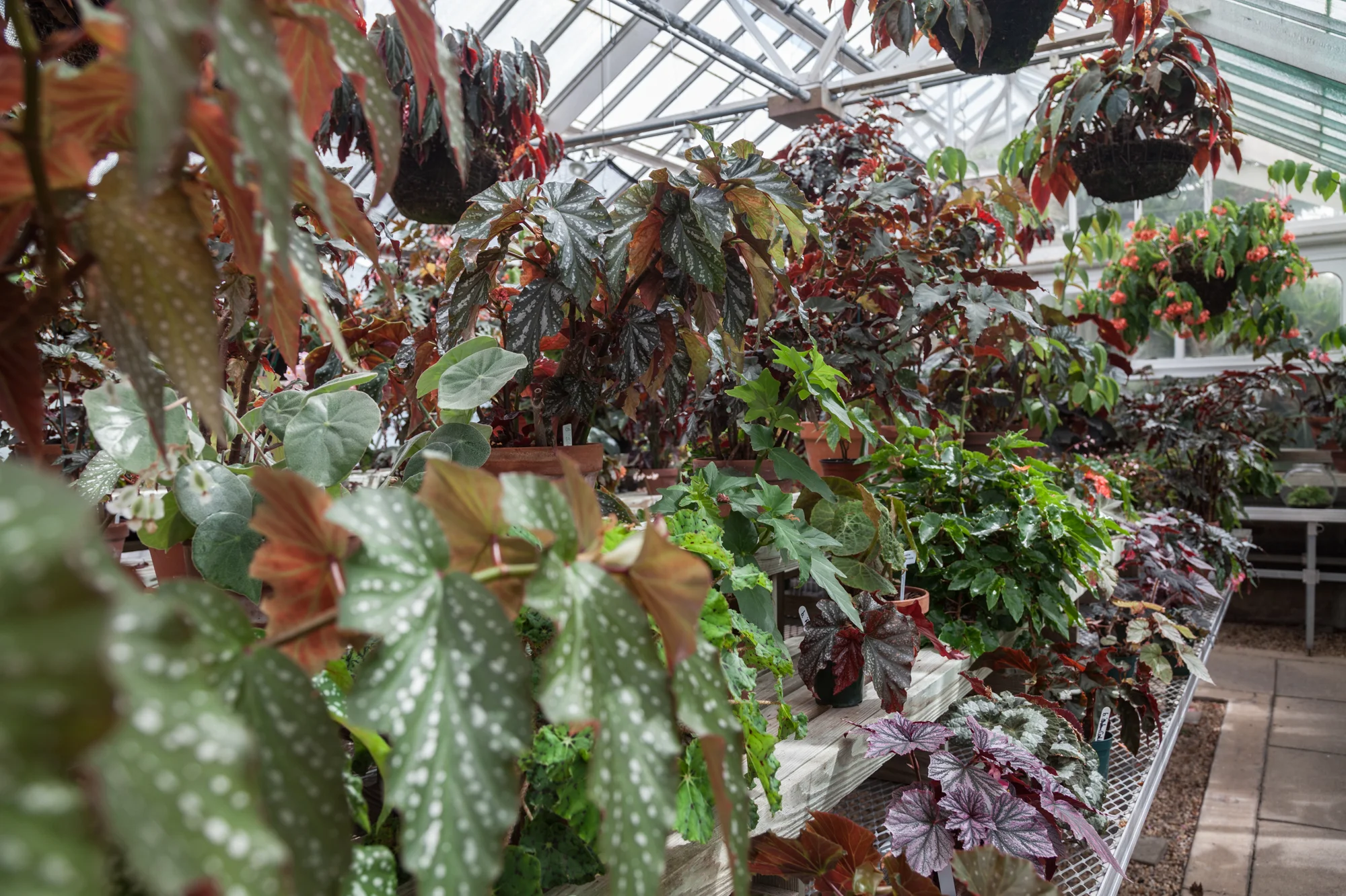 Planting-Fields-Arboretum-Greenhouse-Homestead-Brooklyn-Bromeliads.jpg