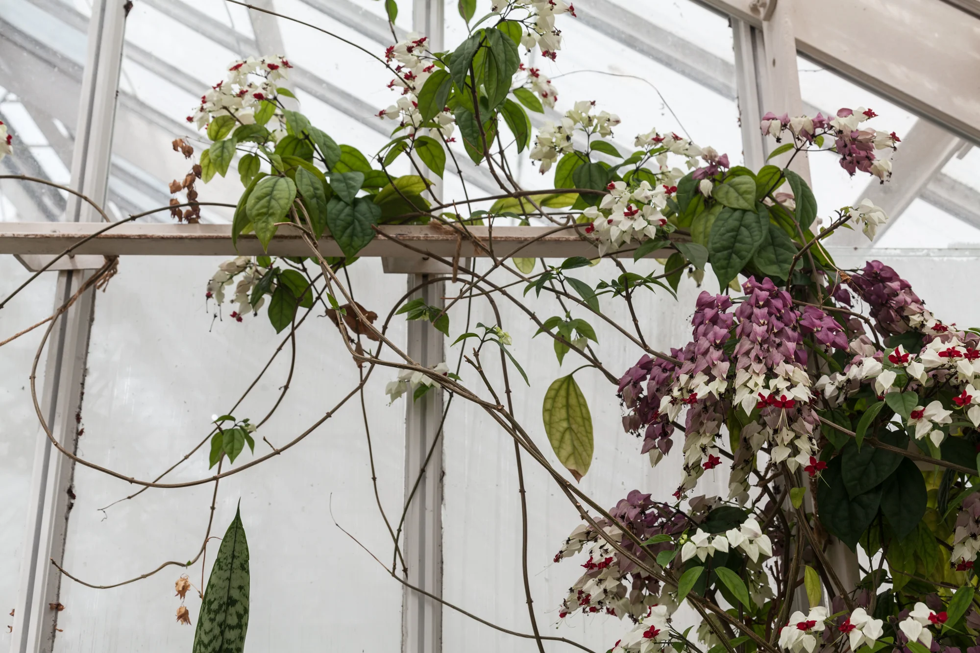 Planting-Fields-Arboretum-Greenhouse-Homestead-Brooklyn-Summer-Rayne-Oakes.jpg