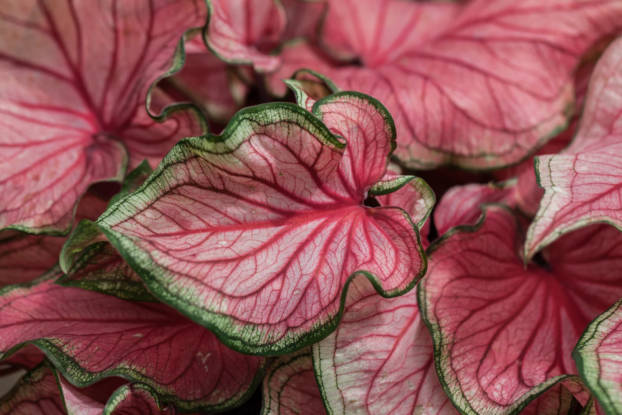Planting-Fields-Arboretum-Greenhouse-Homestead-Brooklyn-red-Caladium.jpg