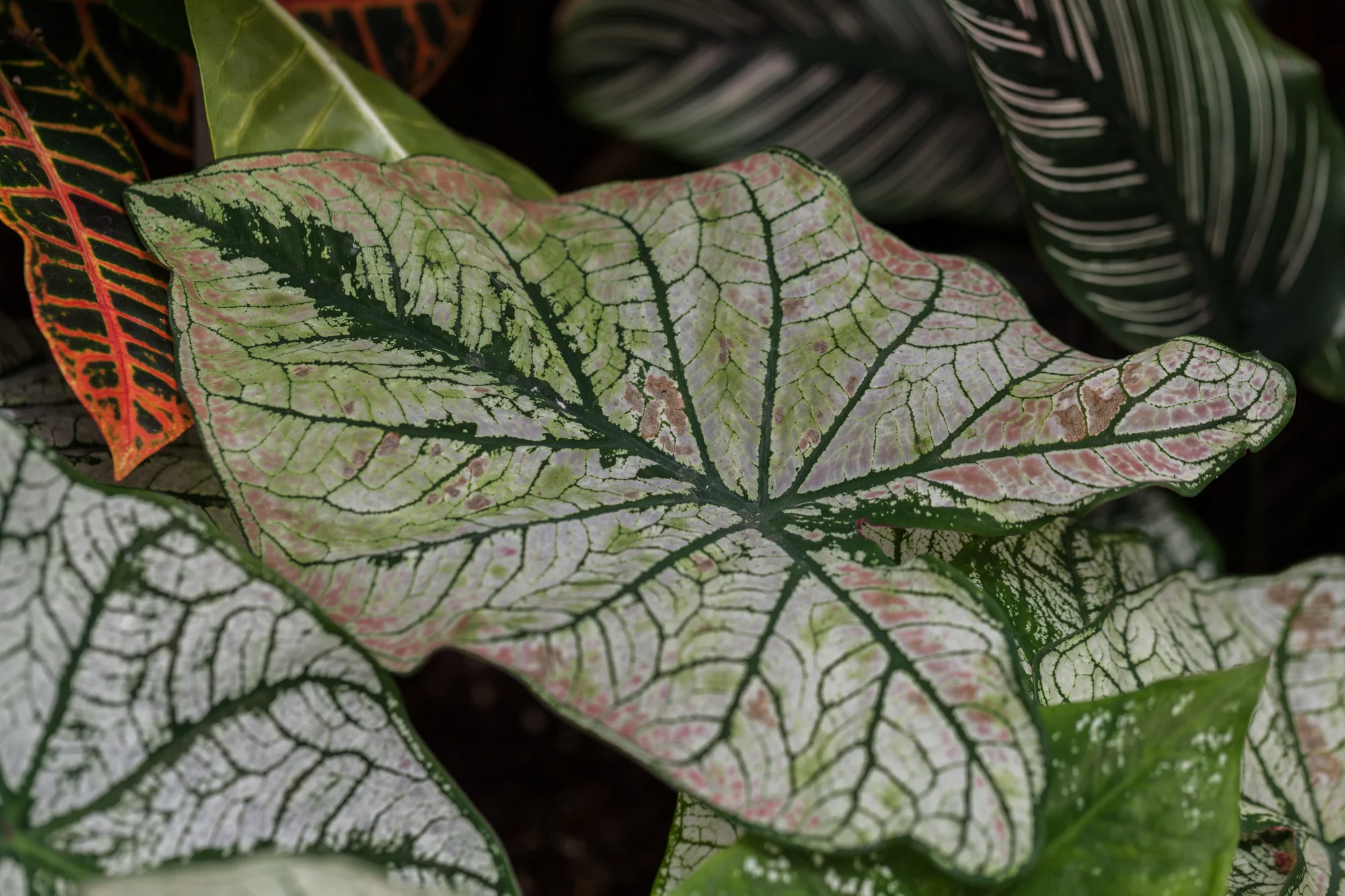 Codiaeum, Caladium, and Calathea. A very alliterative planting! 