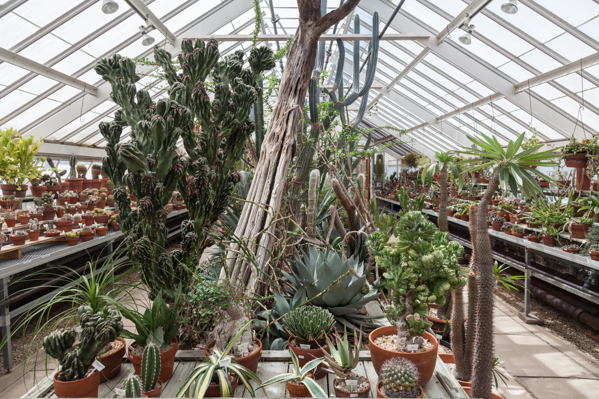 The cacti and succulent corner.