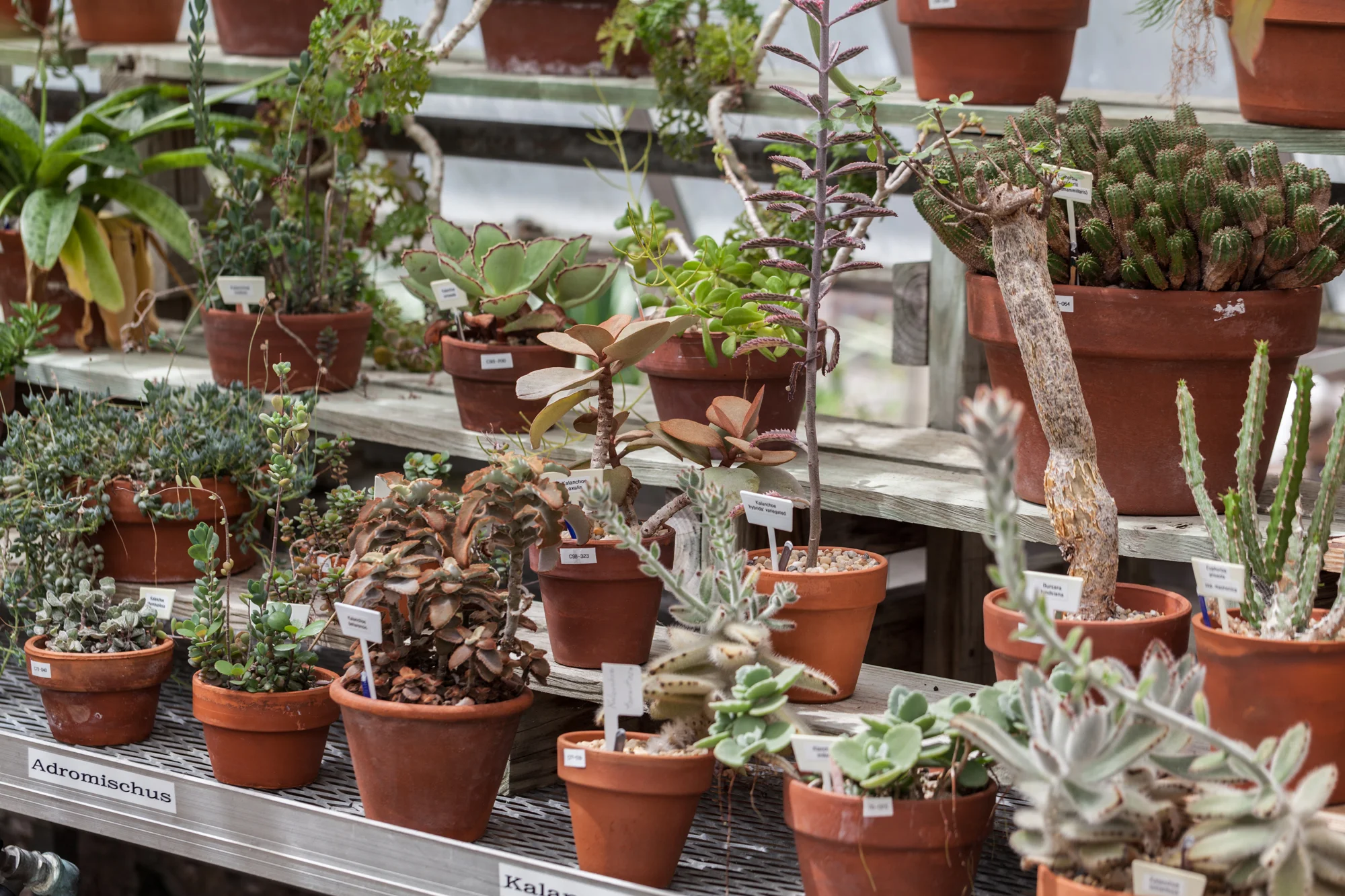 Planting-Fields-Greenhouse-Summer-Rayne-Oakes-Homestead-Brooklyn-succulents.jpg