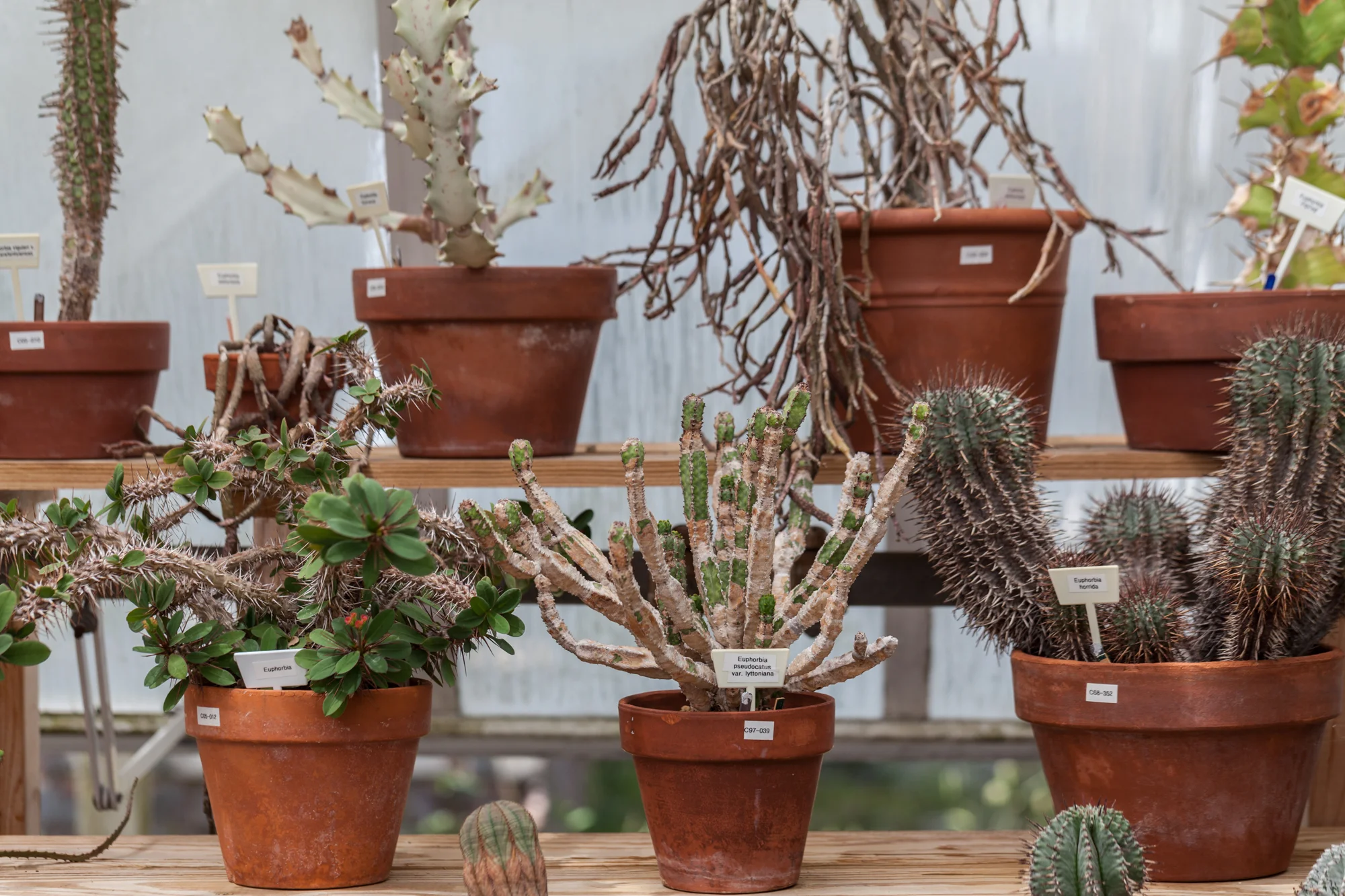 Planting-Fields-Greenhouse-Summer-Rayne-Oakes-Homestead-Brooklyn-succulents.jpg