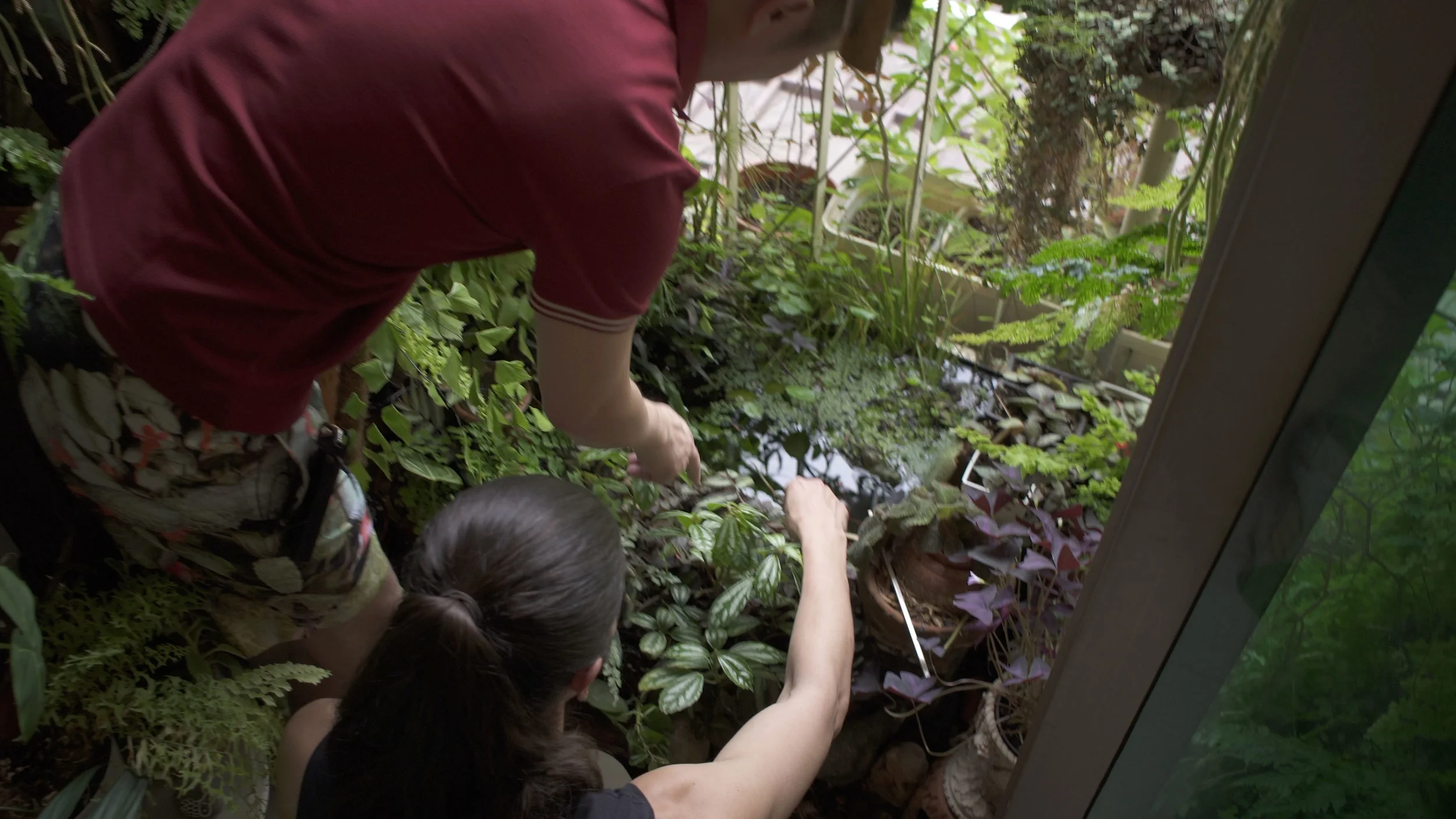 James installed a pond in his garden, which ultimately gave him the ability to grow more humid-loving plants like Adiantum and Huperzia .
