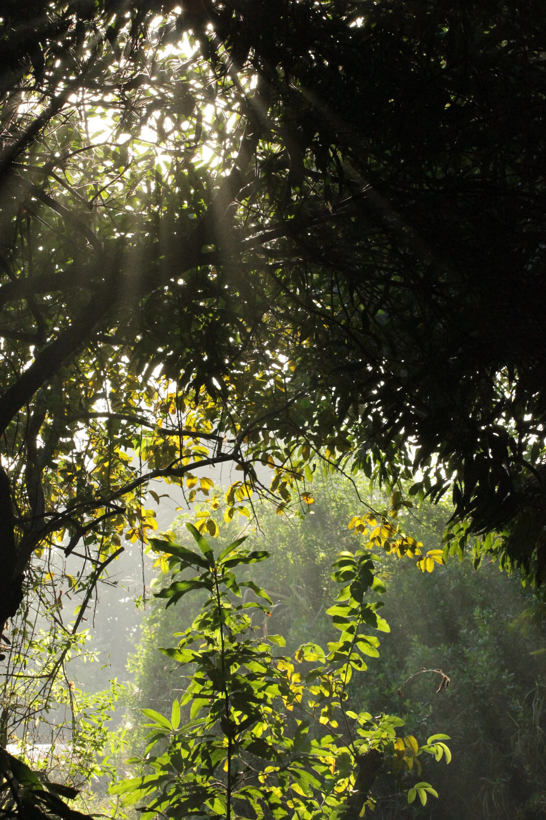 Here are to trees everywhere