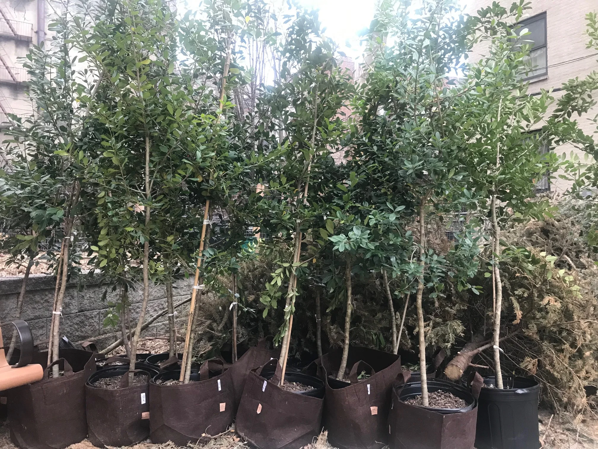 Some of the trees from the activation got surprisingly delivered to Los Sures, the Senior Ciitzen Service Center for which I volunteer at to care for the chickens.