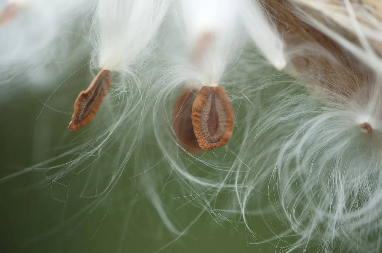 Asclepias syriaca or common milkweed seedpod also shares some resemblance to the seedpods of hoya