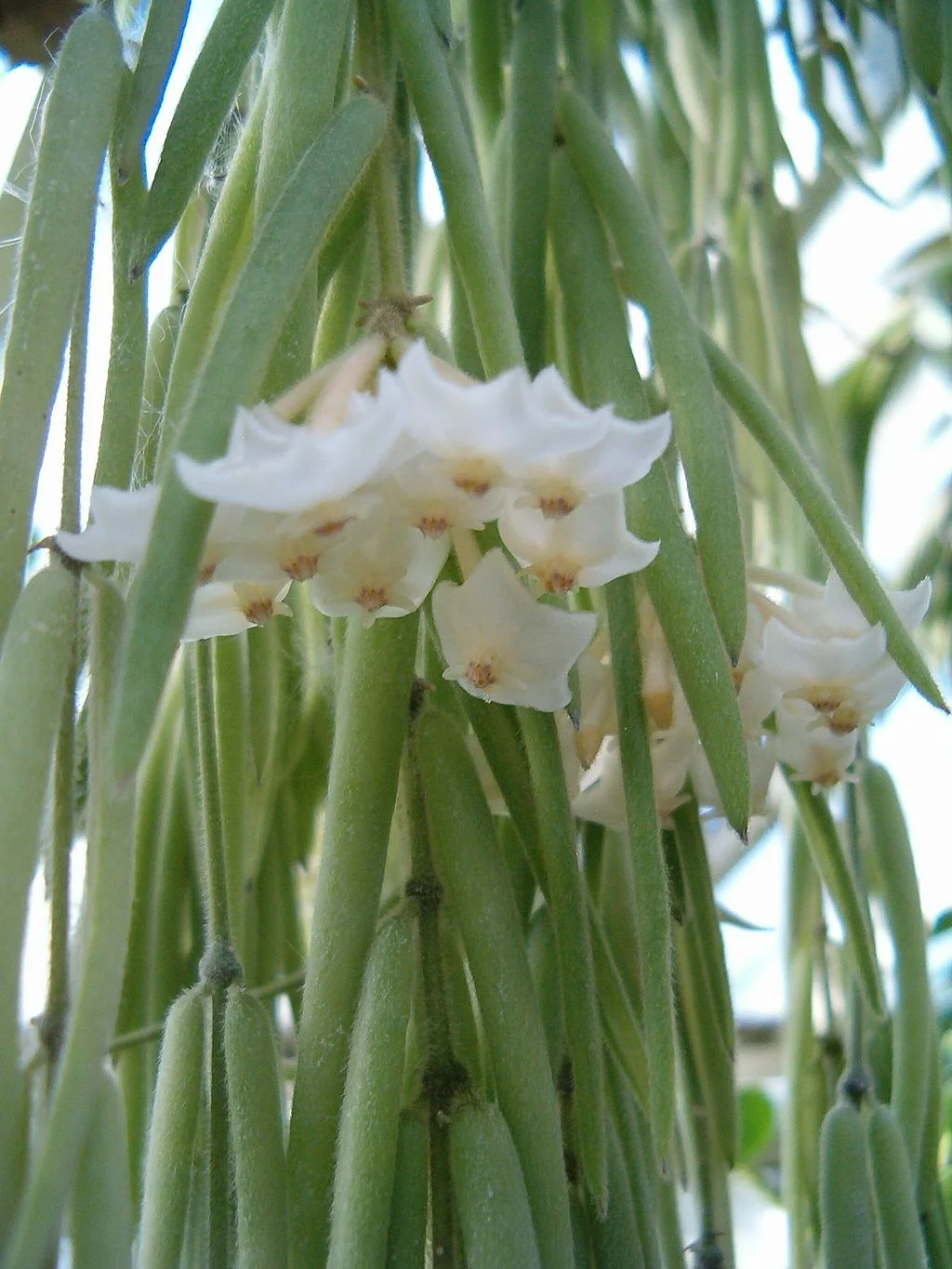 Hoya linearis can be a challenging plant to care for over the long-term, as it requires a bit more care, like cooler night temperatures and infrequent misting. Picture taken by: User:BotBln