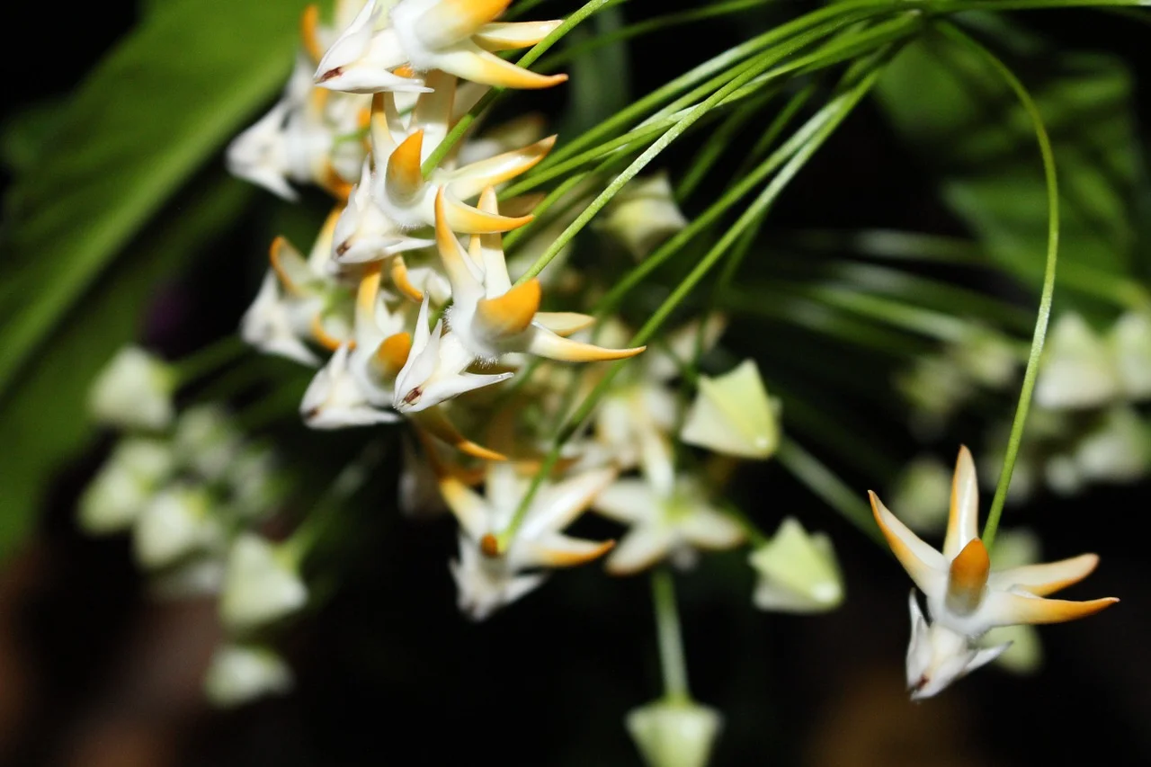 Hoya multiflora has a reflexed corolla and a convex umbel that contains 25-40 flowers.