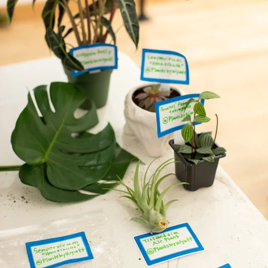 How to organize a Plant Swap like a pro!