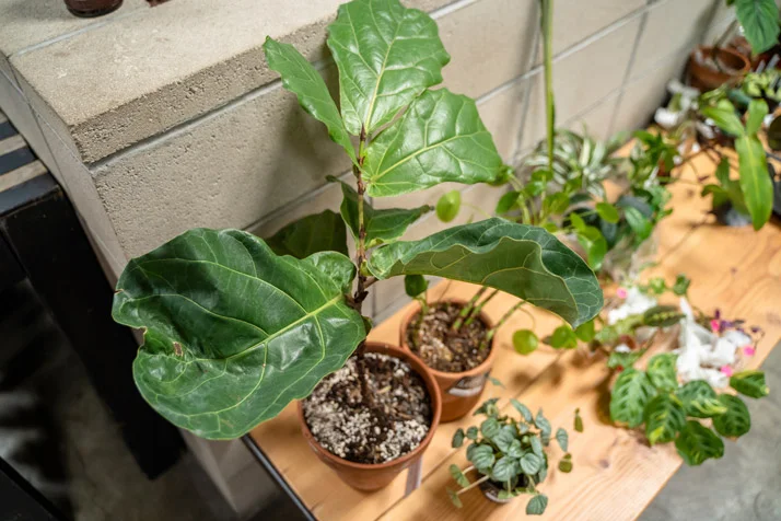 Plant-Swap-LA---0026.jpg