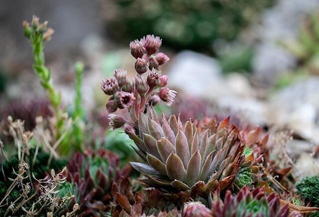 Really vibing with this xeriscaped backyard that I saw when I was in Utah; and reminds me that I need to check on how my hens and chicks are doing in our rock garden in the community garden!