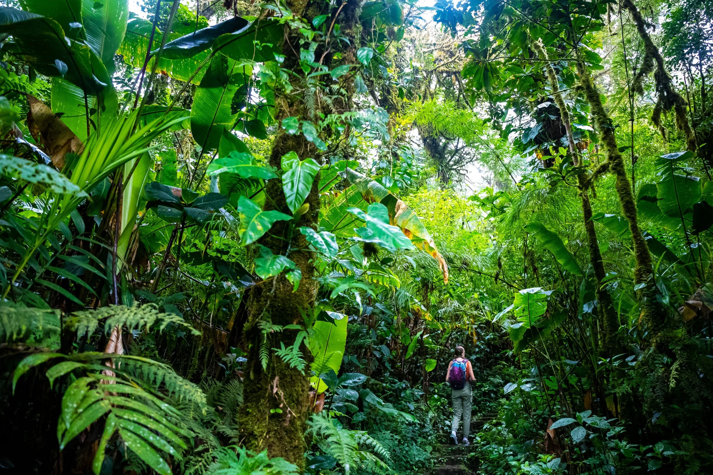 Costa Rica Botanical Adventure 1.0