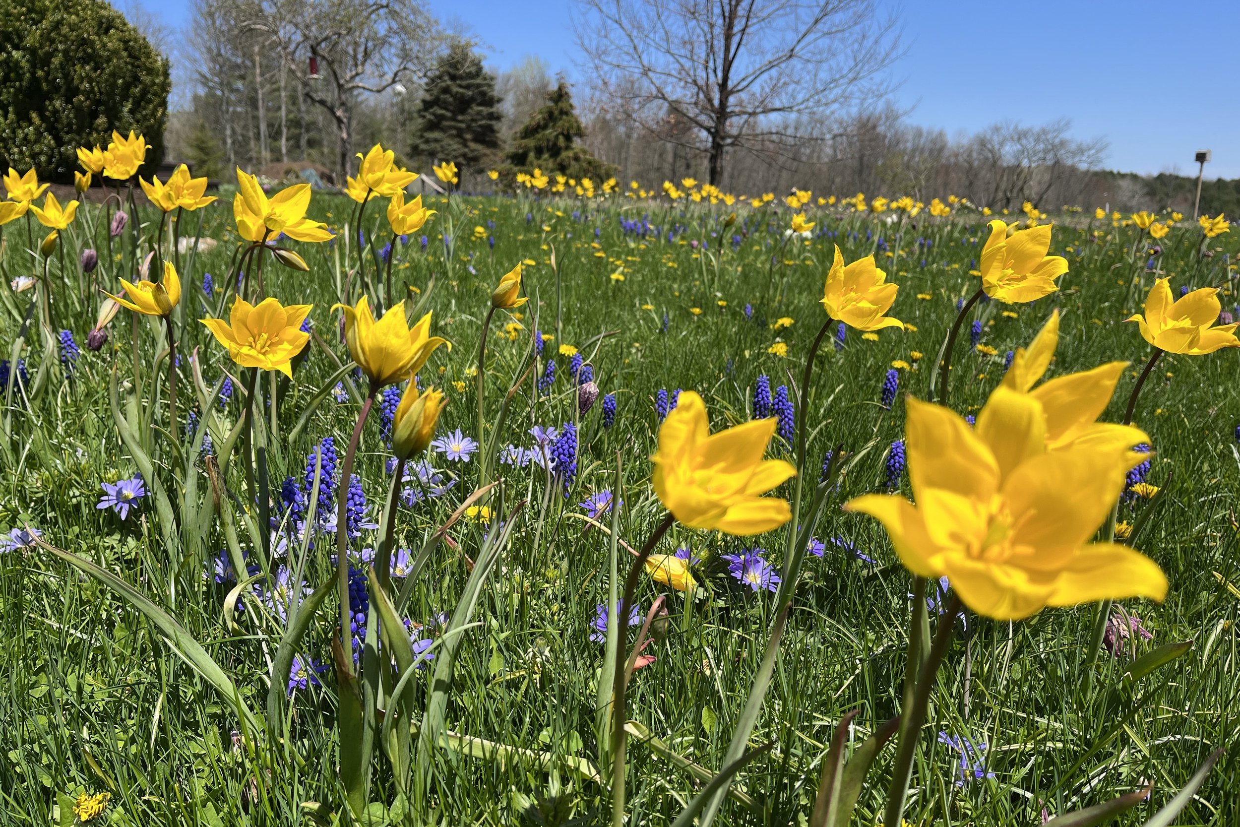 Nature's Tapestry: Enhancing Biodiversity in Your Lawn