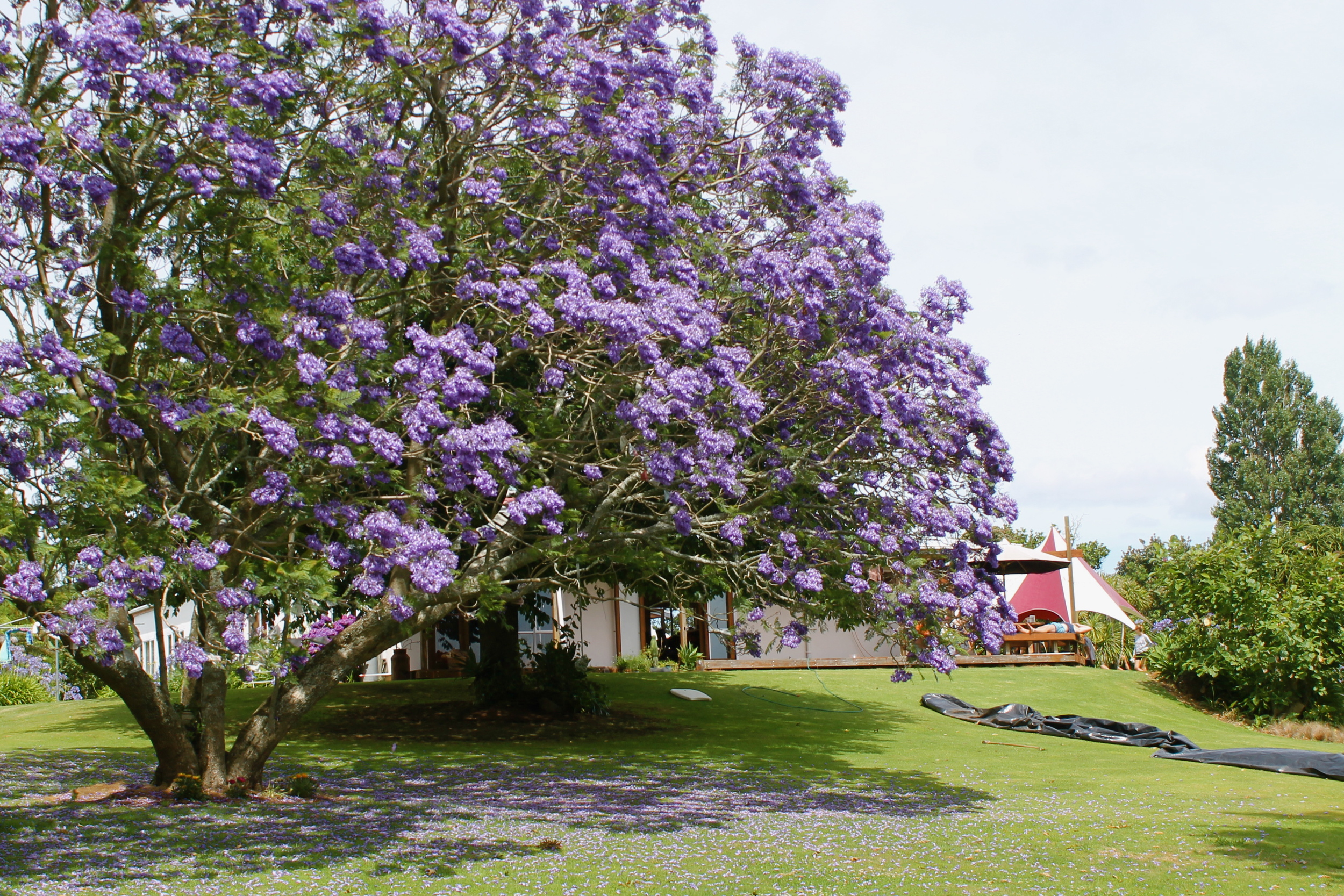 Note the gorgeous violet tree, dance tent and remnants of a slip and slide. 