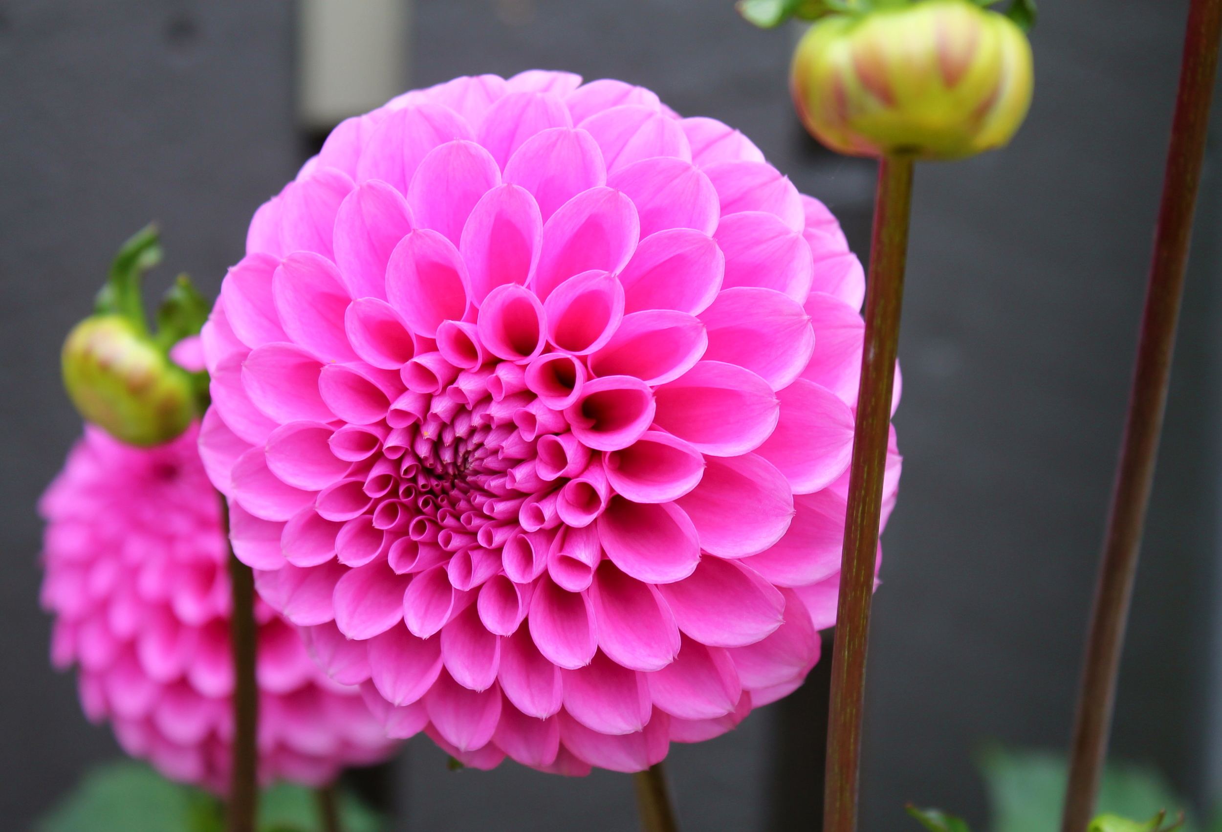 An authentic New Zealand award winning bloom. 