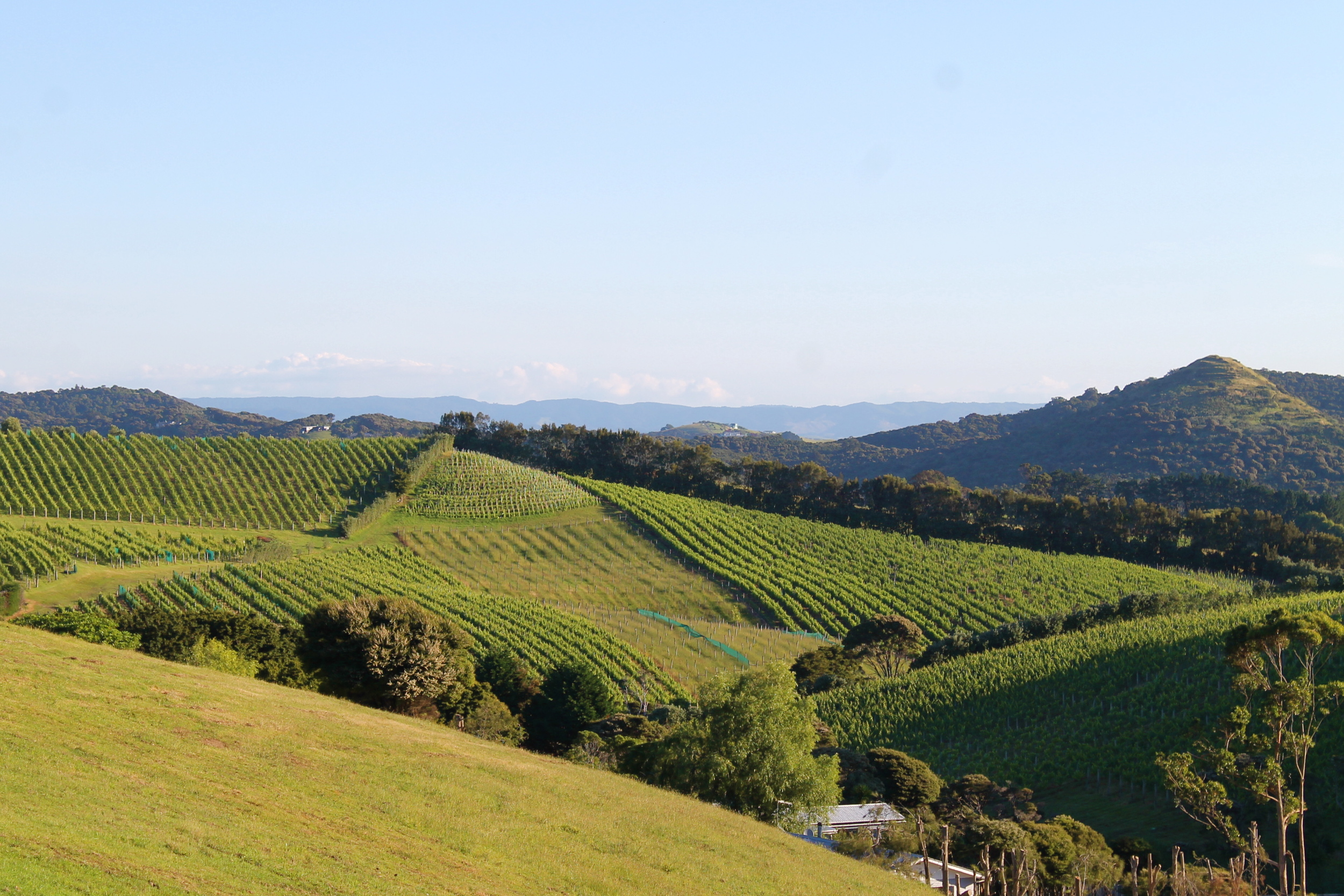 Vineyards in Waiheke. 