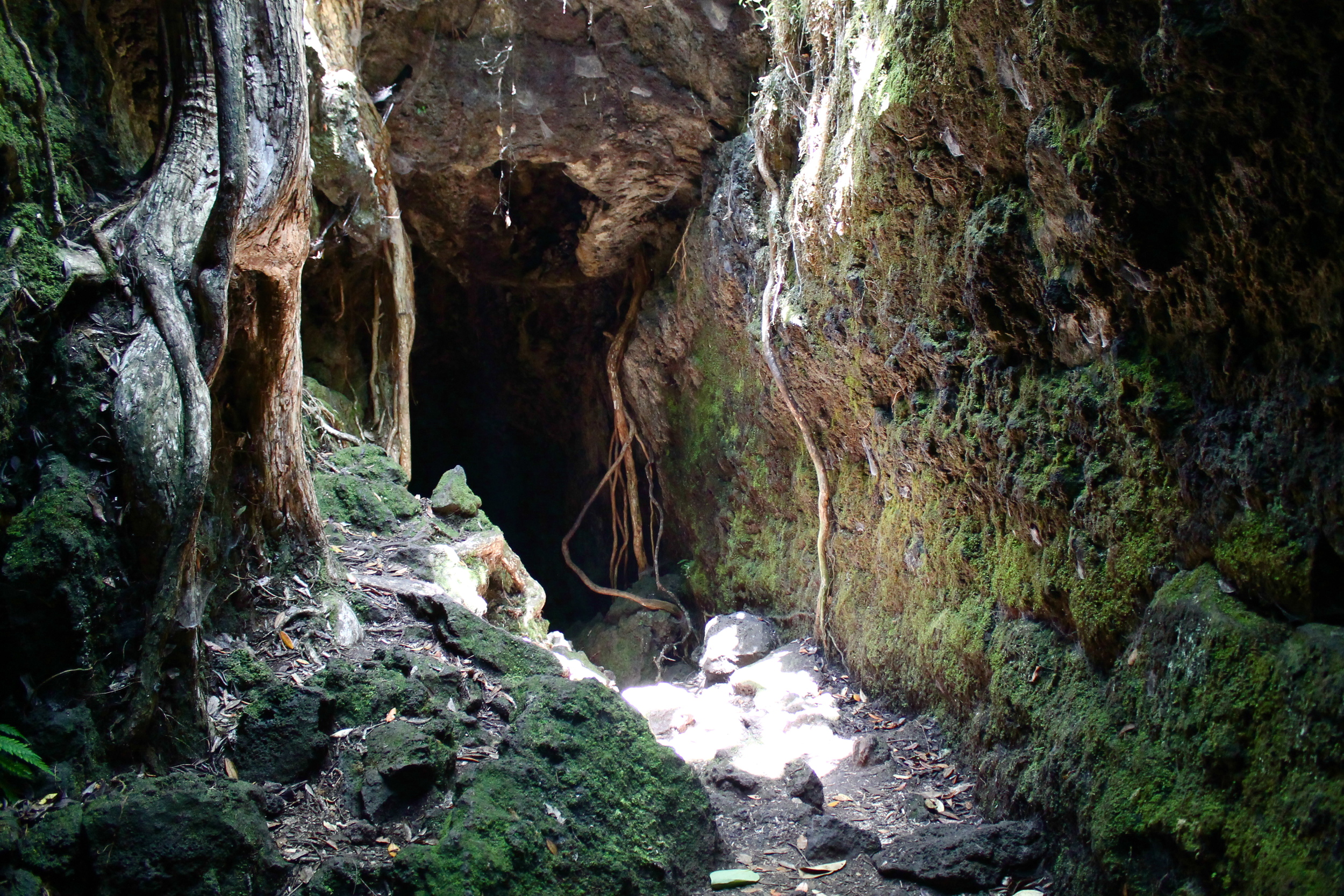 Lava caves, Rangitoto. 