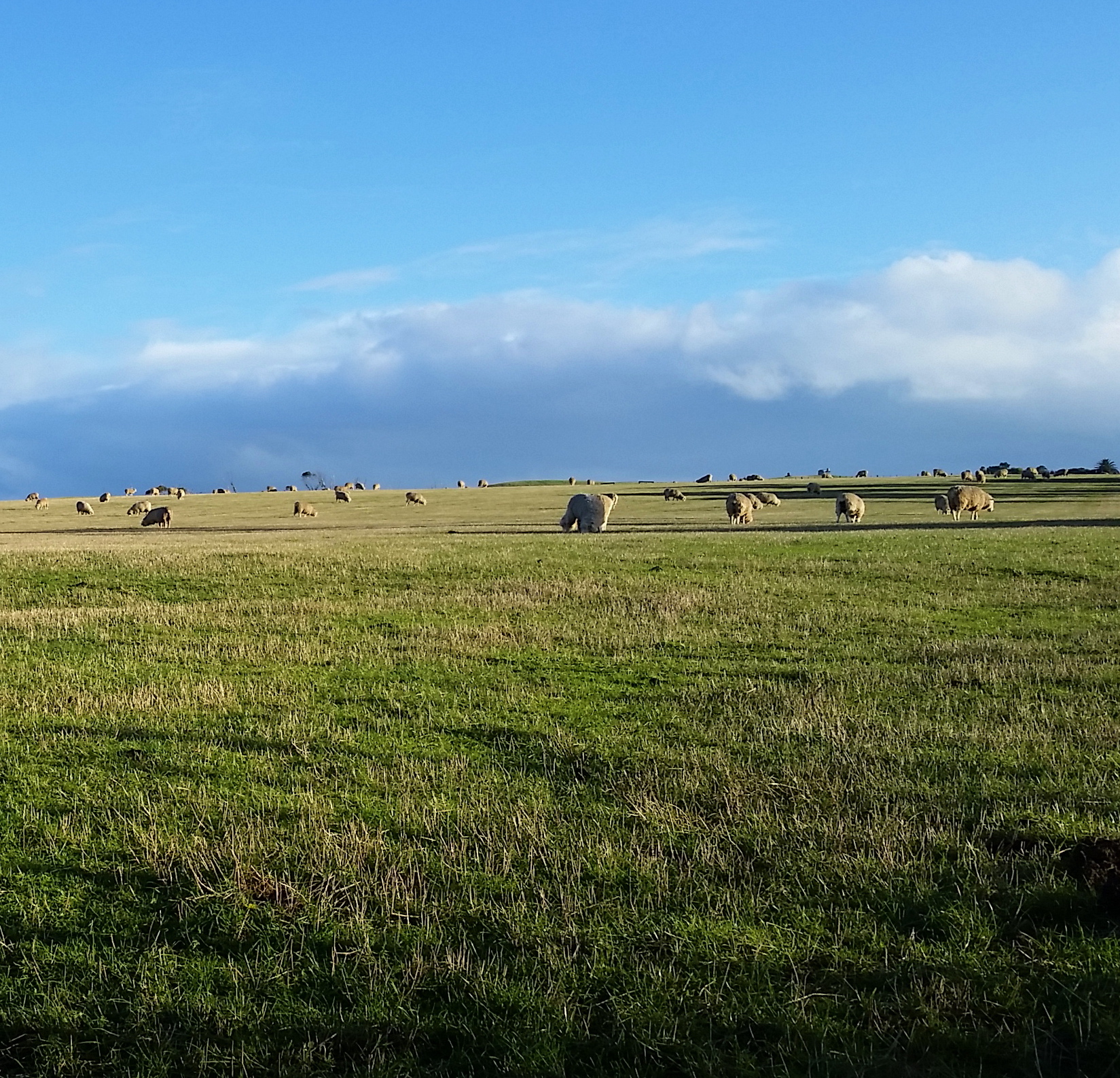 Sheep. So many sheep. 