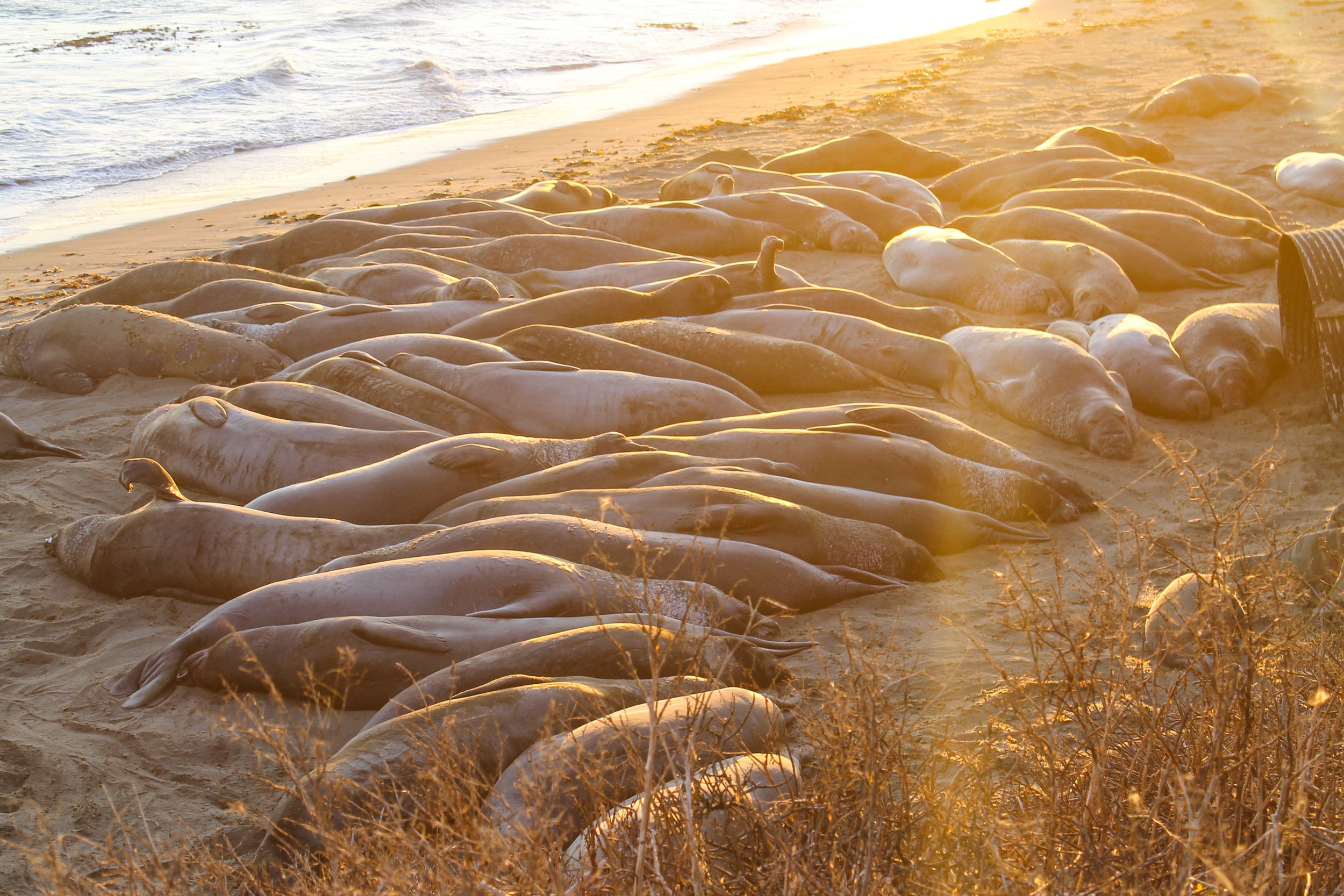Seals created a Big Giant Bed at sunset. 