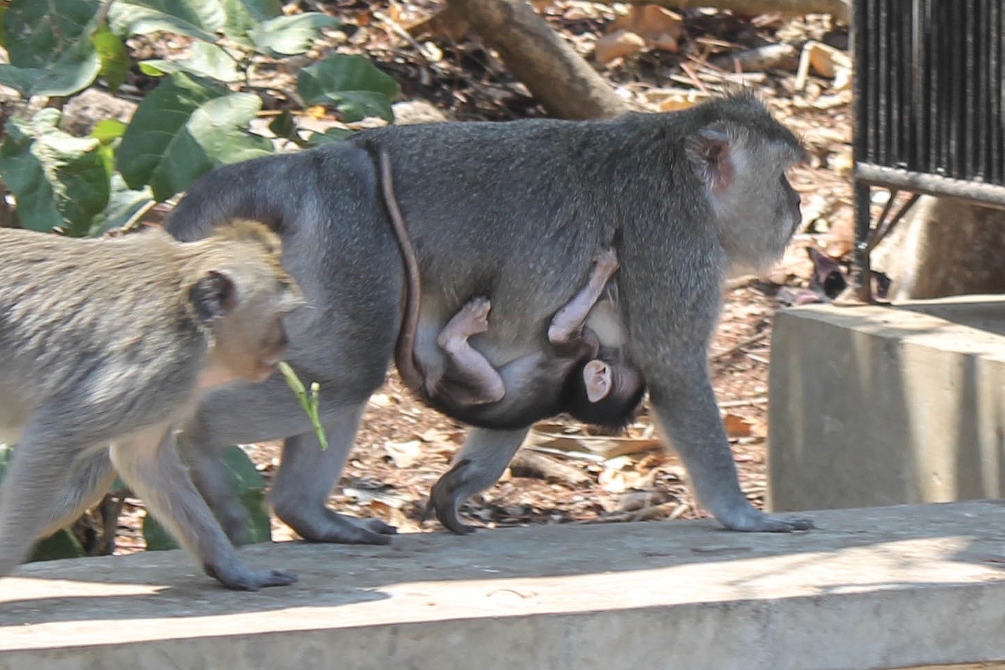 Not a great photo... but look at that baby monkey!