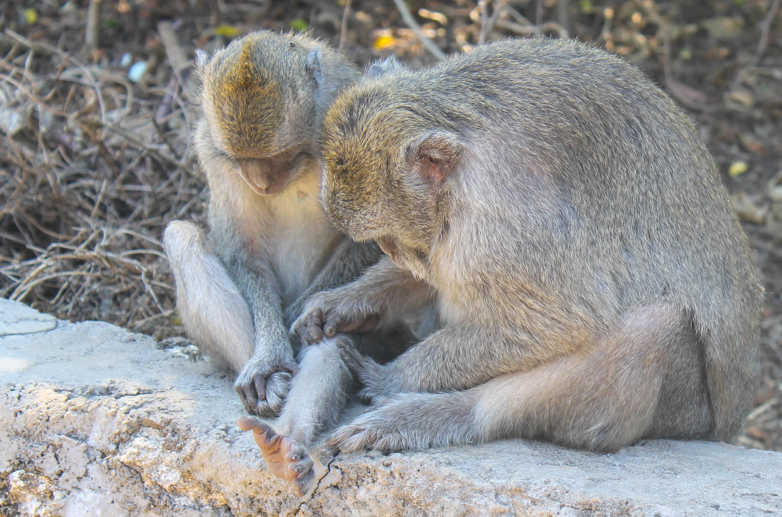 Monkeys looking after one another. 