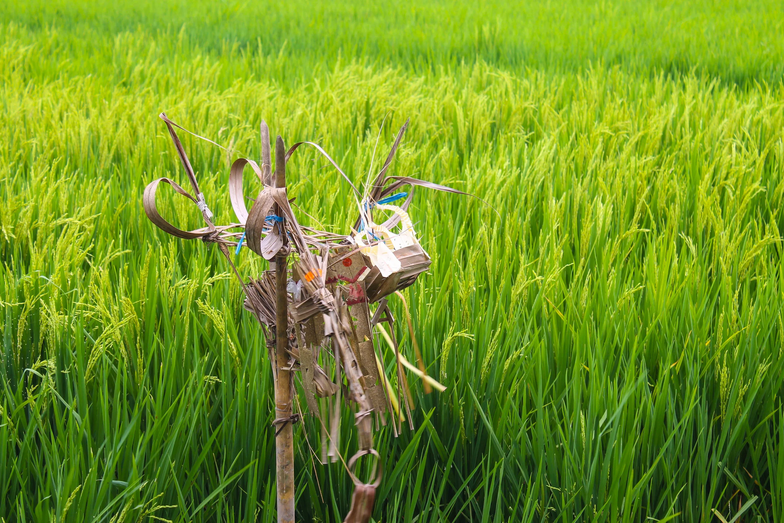 An offering in the field.
