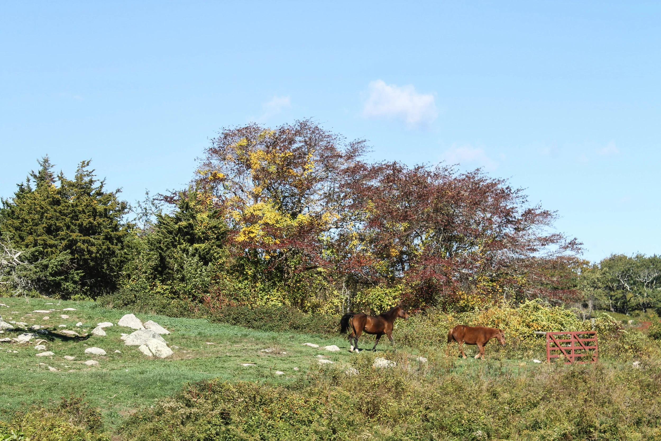 Naushon Island — BLOG — RACHEL KING